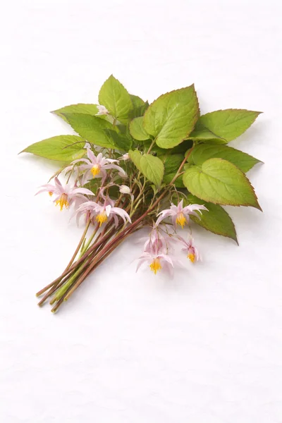 isolated branch of HORNY GOAT WEED on a white background.