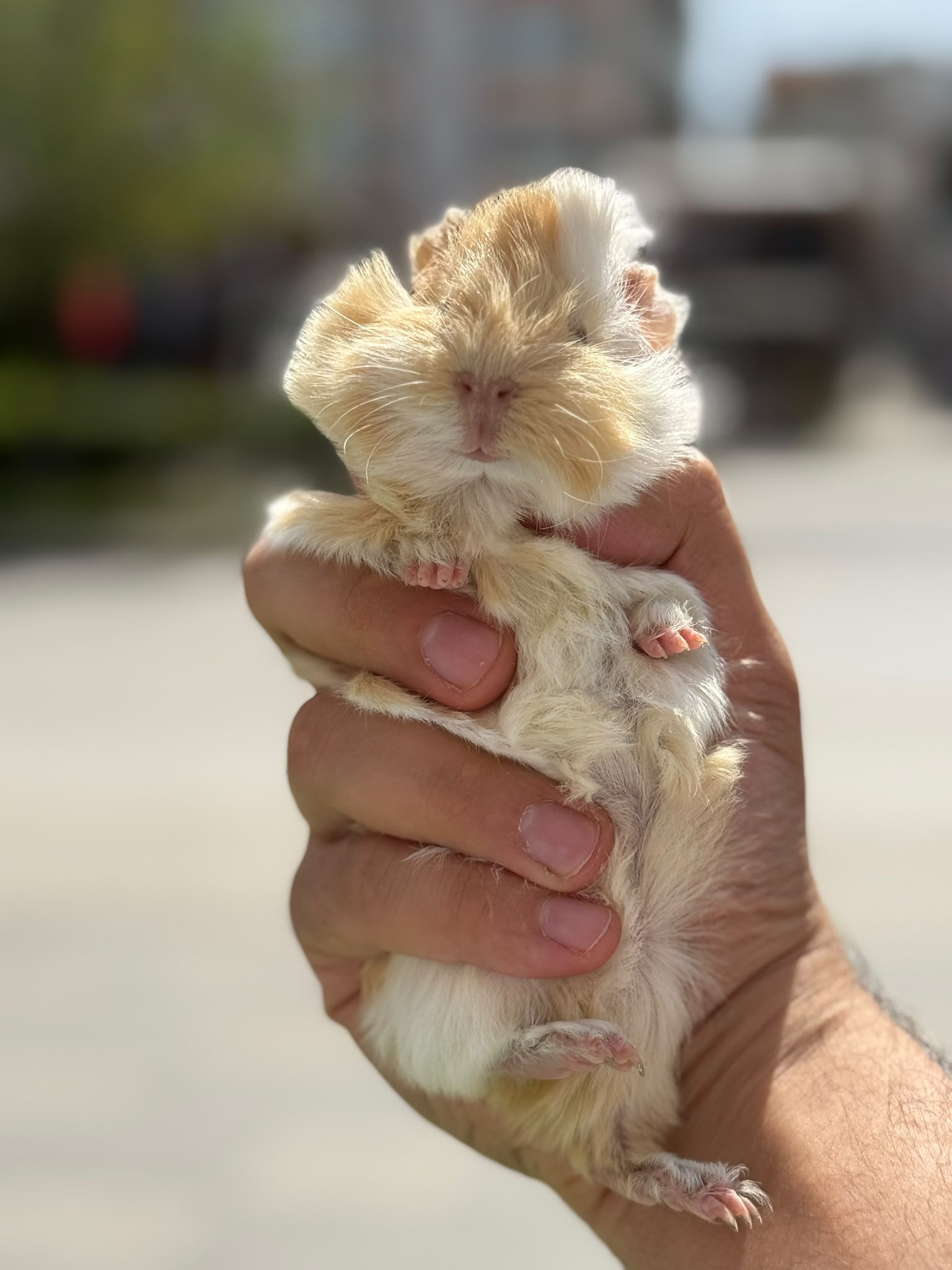 Rabbit