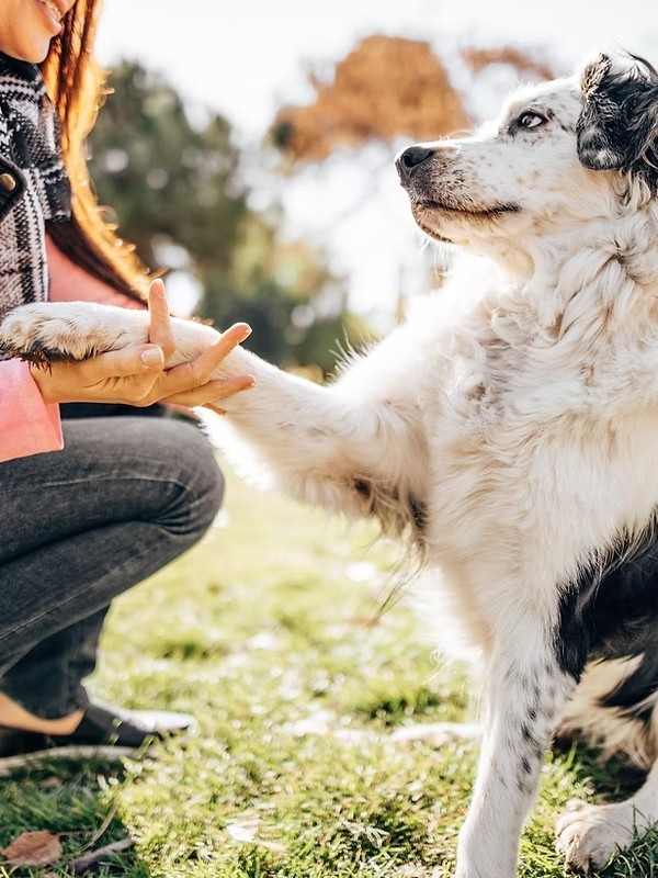 A dog holding hands with its owner, outside at the park