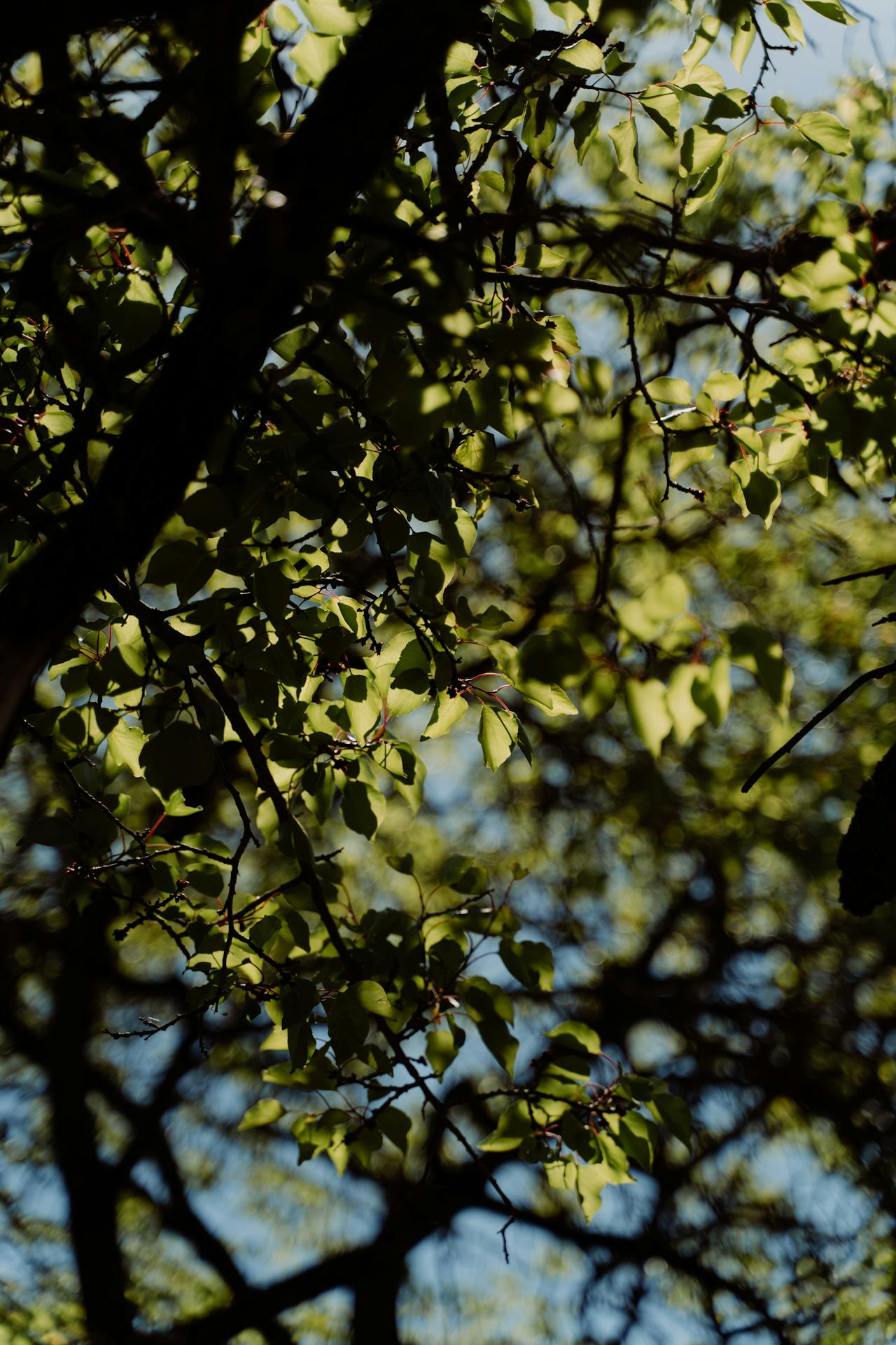 Nature 6