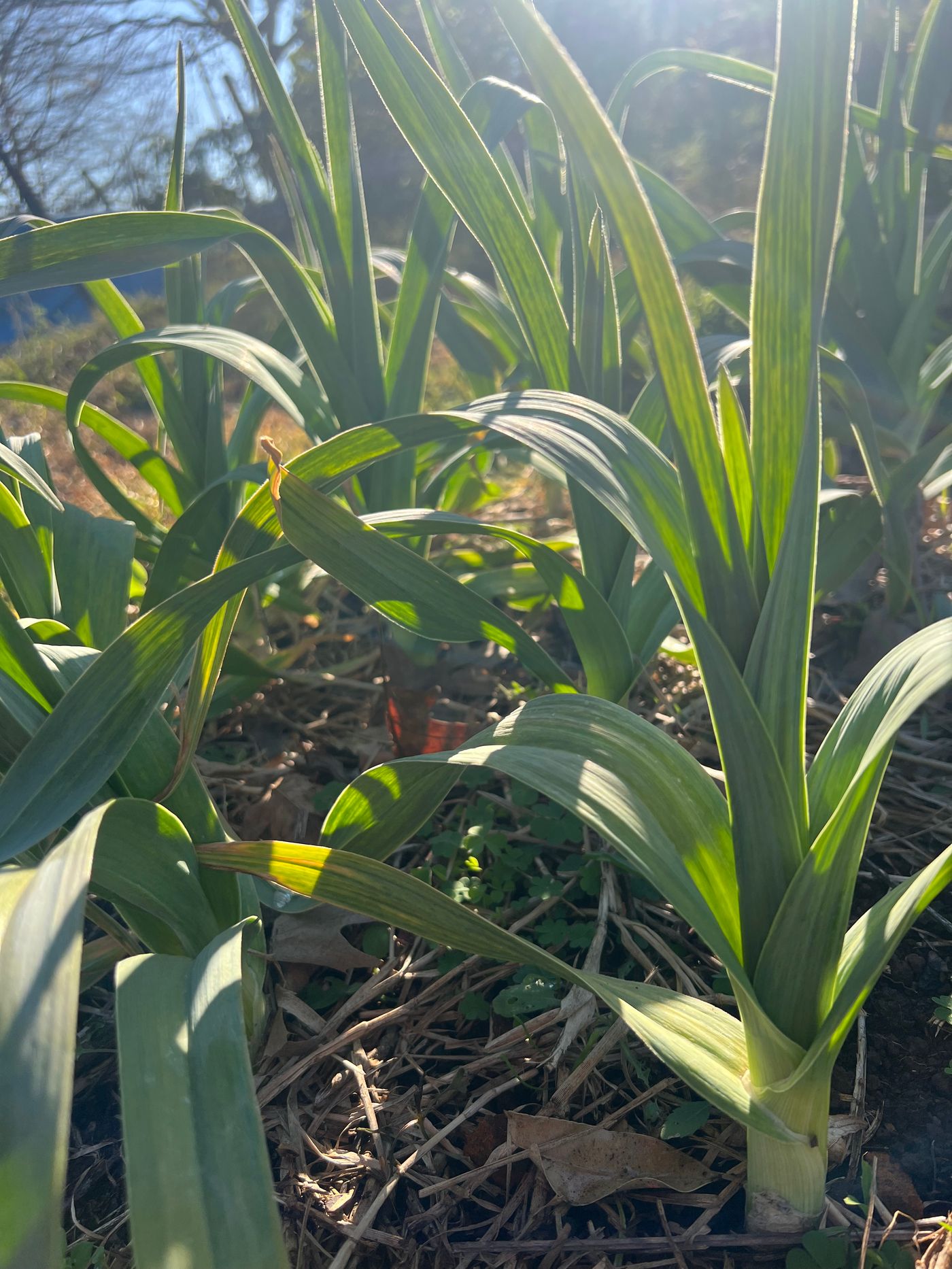 Regenerative Agriculture in South Africa: Resources