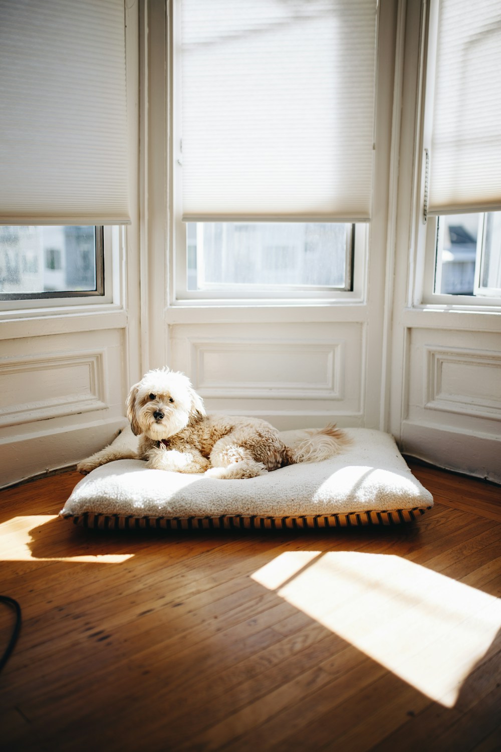 A dog resting in warm window light
