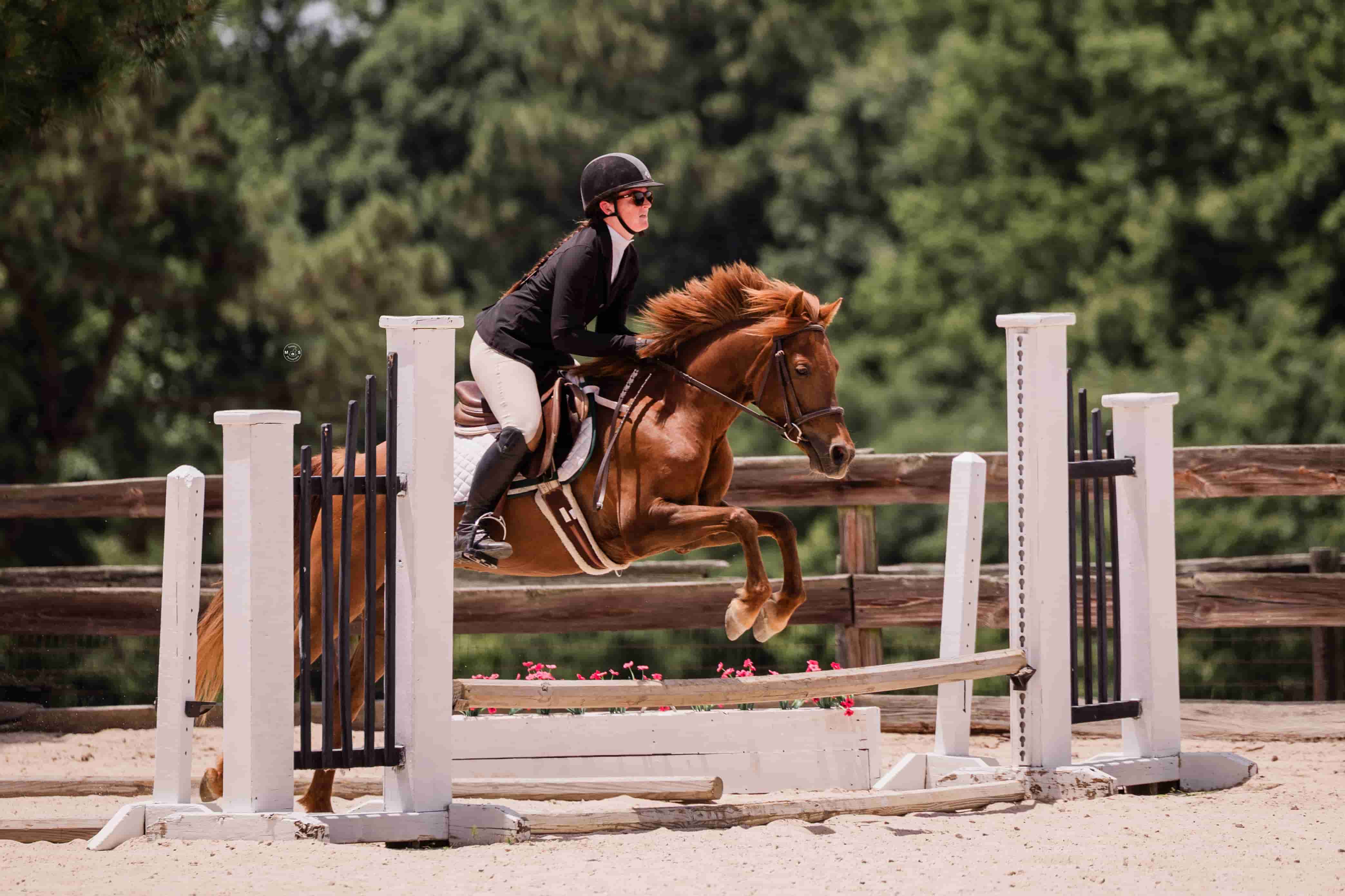 sparkle-horse-show