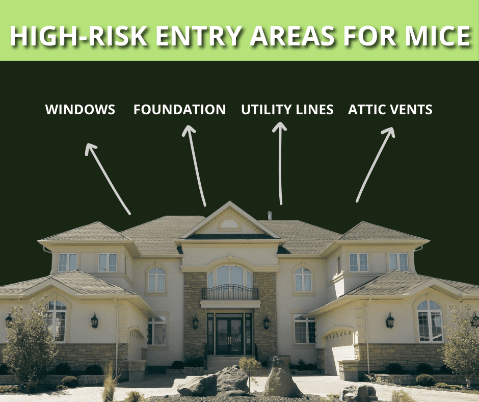 high risk entry areas for mice