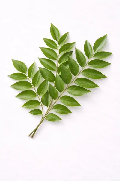 isolated CURRY LEAF and branch on a white background.