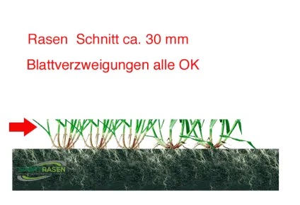 Platz 2: zu tiefes Mähen