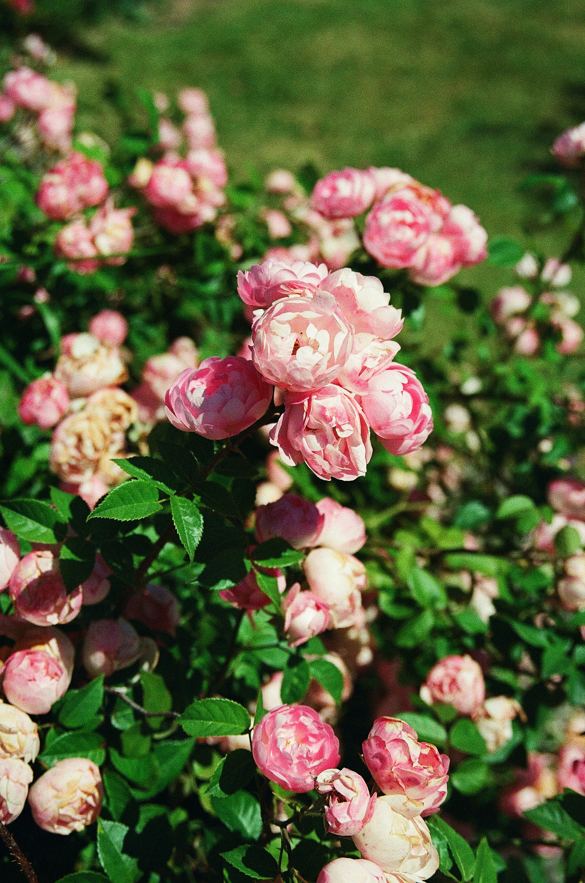 Hotel Log pod Mangartom