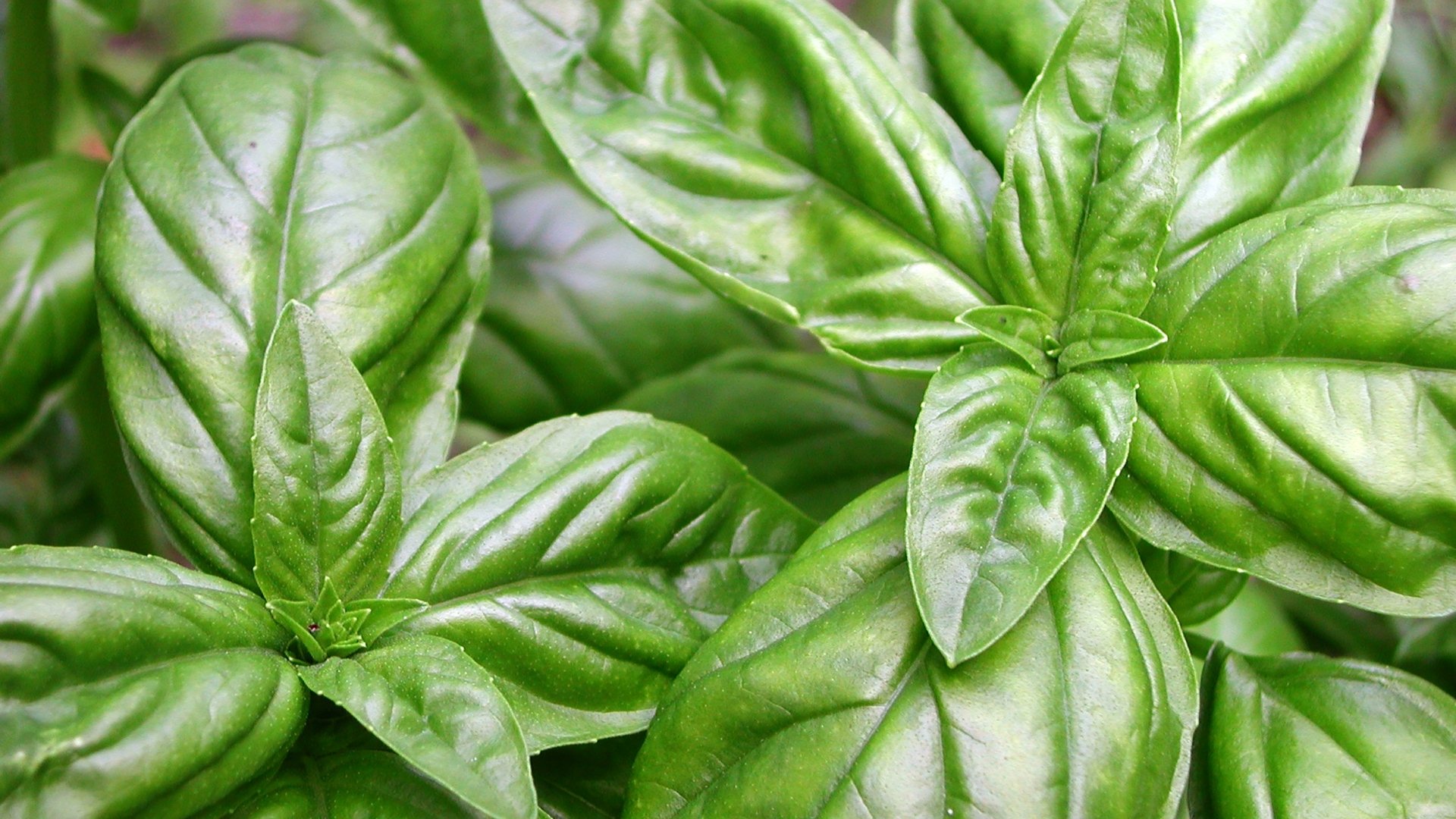 Basil (Ocimum basilicum)
