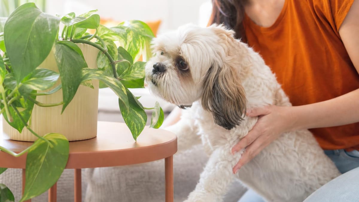 Principais plantas tóxicas para cachorros encontradas em casas e jardins