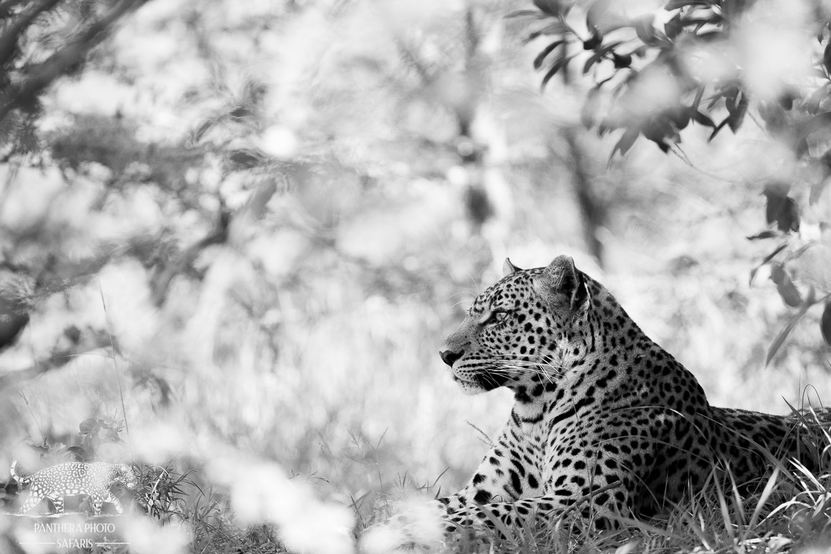 Best places in Africa to Photography Leopards | Panthera Photo Safaris