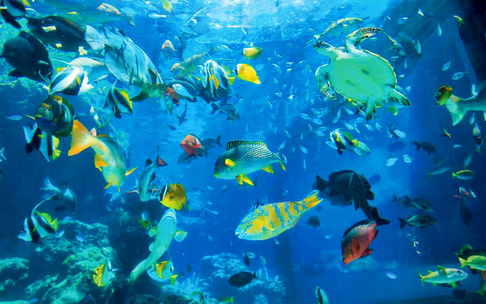 Colorful fish and a sea turtle swimming in Churaumi Aquarium, Okinawa.