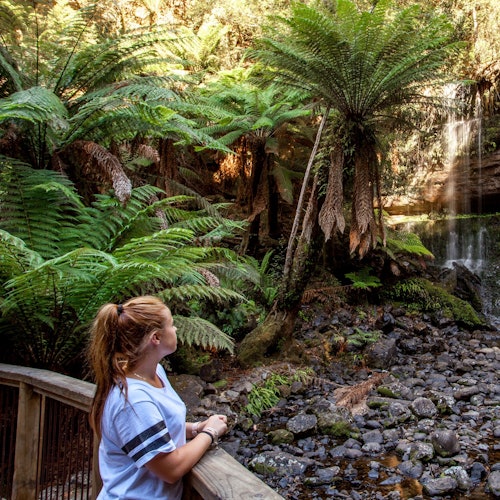 一位身着白衬衫的人站在森林中的木栈道上，欣赏茂密翠绿的蕨类植物和小型瀑布。