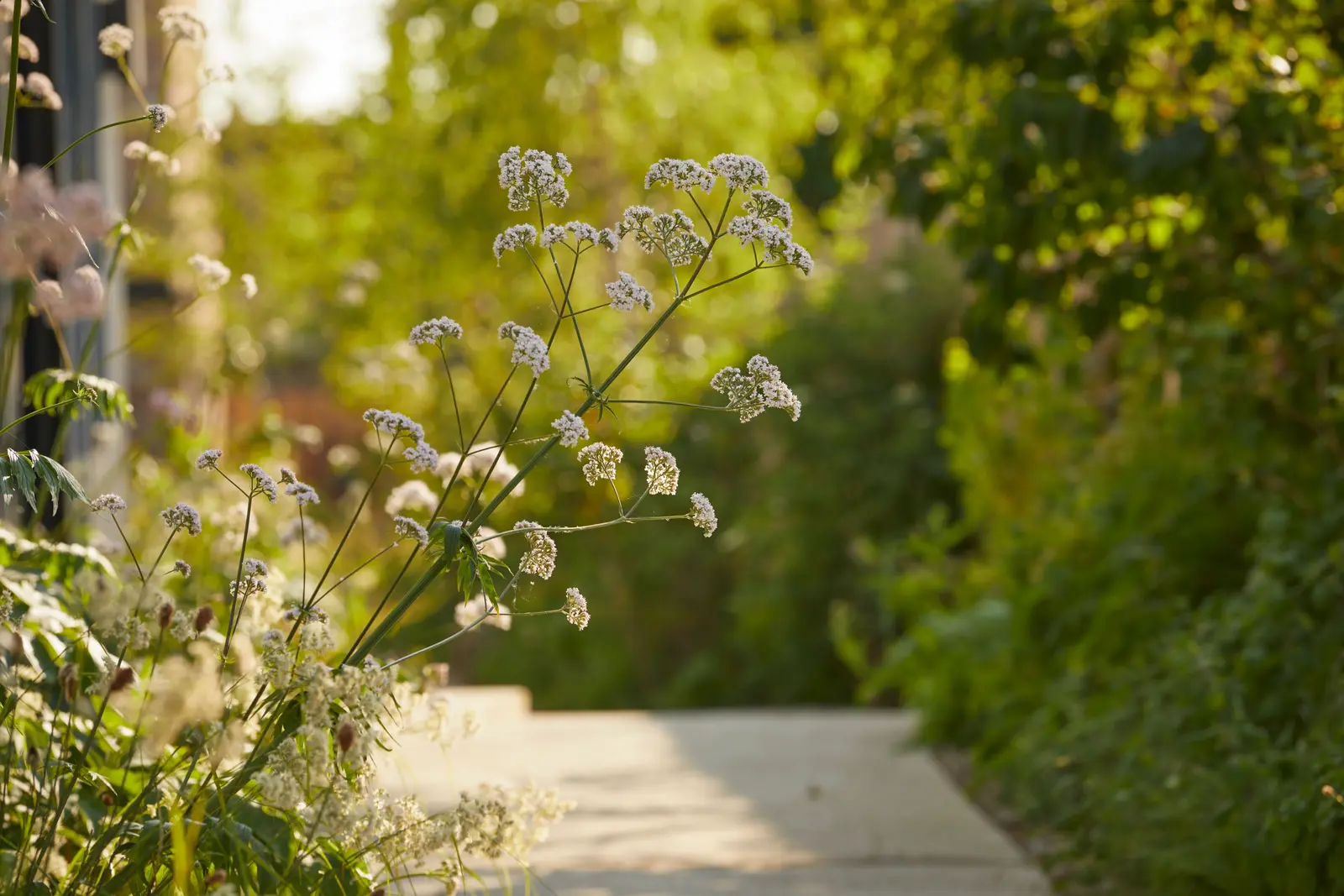 A serene pathway surrounded by lush greenery and blooming plants leading into a tranquil garden setting.