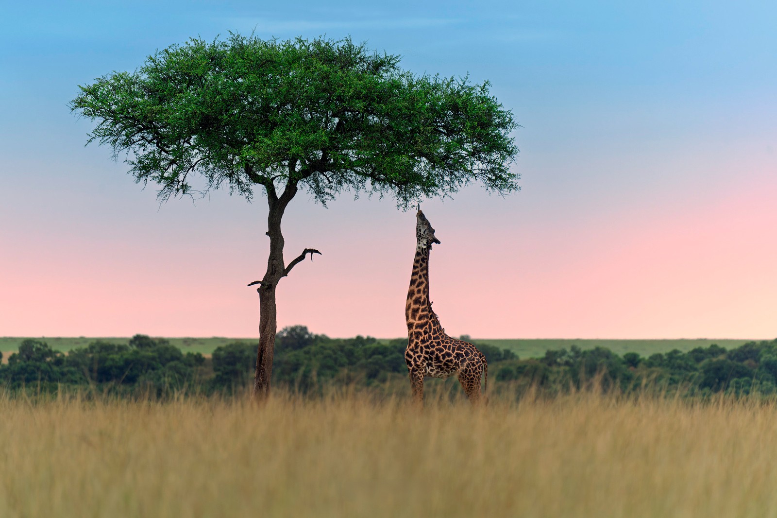 Jirafa en el Masai Mara, Kenia