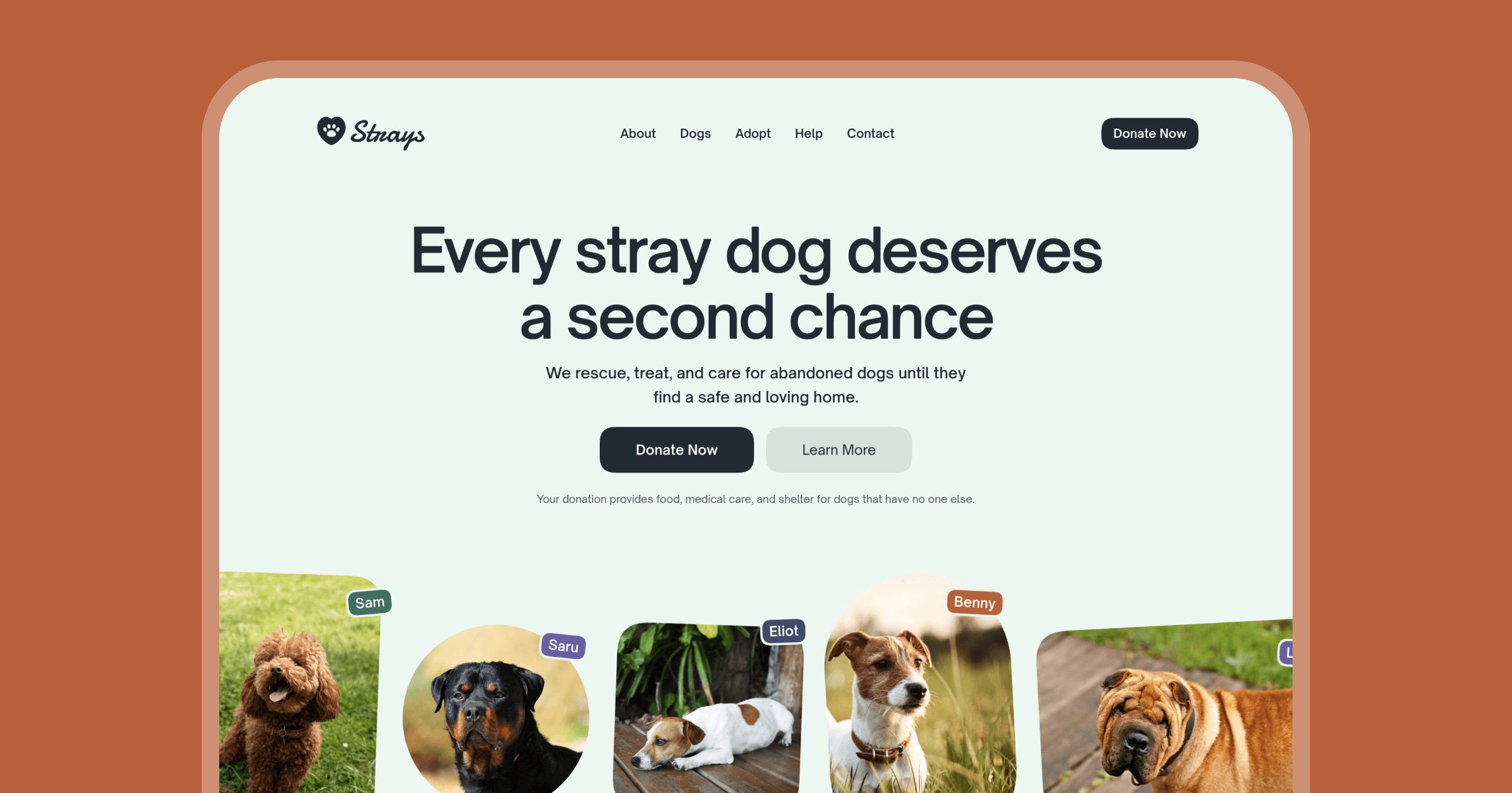 Project Strays Strays