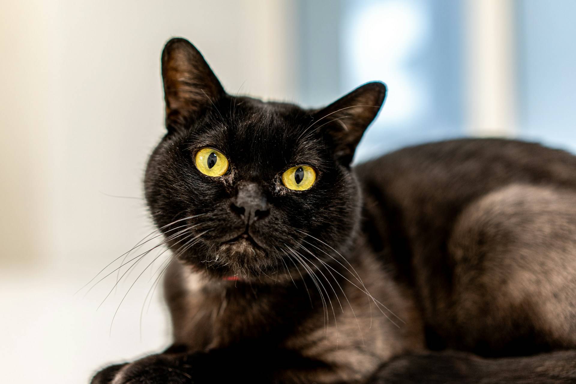 Bombay Cat Physical Characteristics