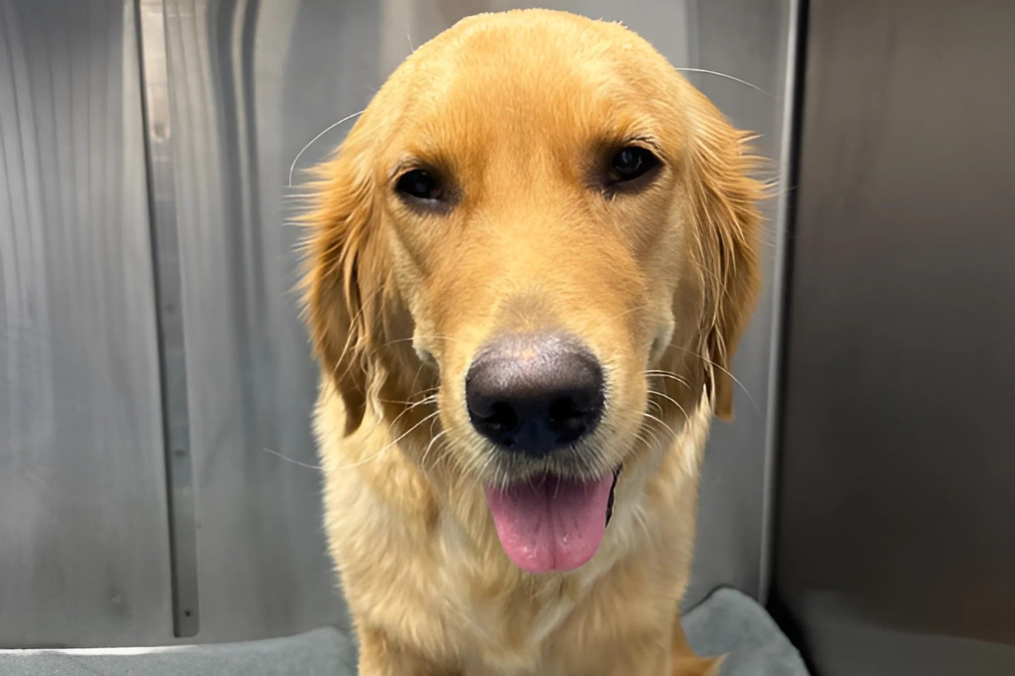 A dog is looking straight and sticking its tongue out.