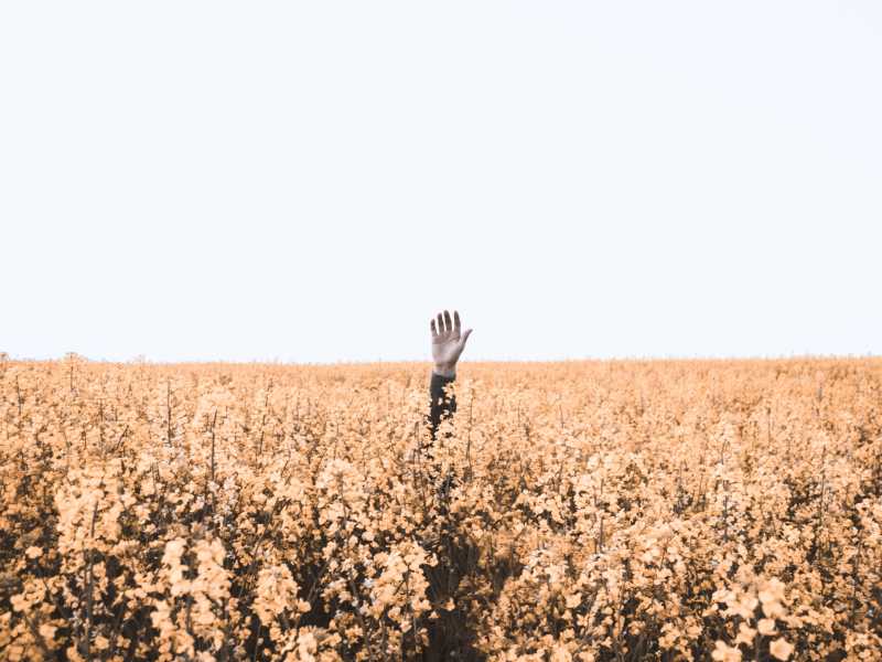 Hand reaching out from a flower field