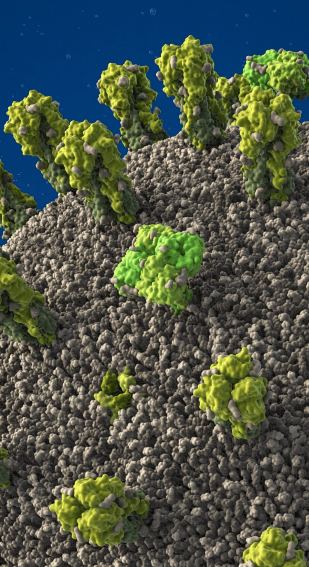 Proteins embedded in the viral envelope
