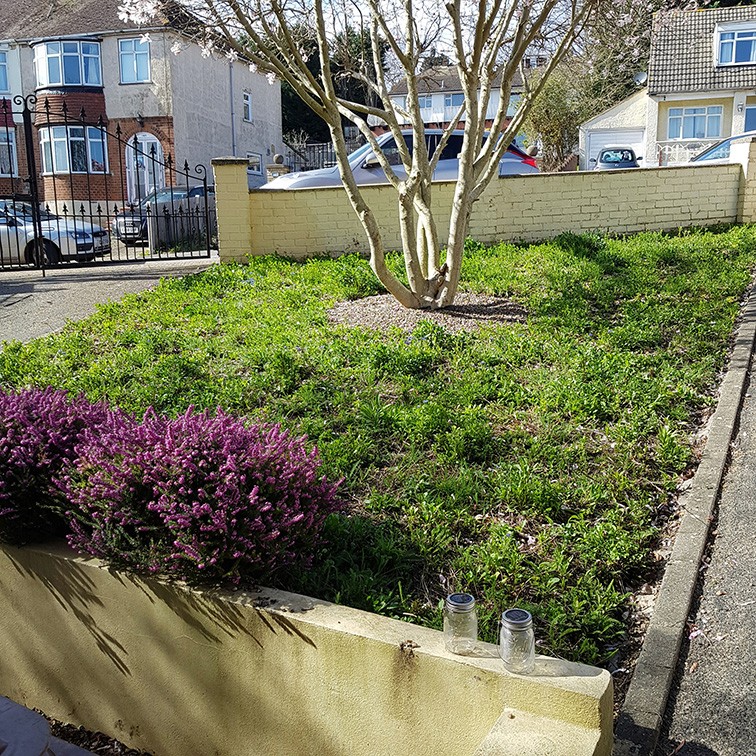 A small garden area with lush green grass, a flowering tree, and purple plants along a wooden border.