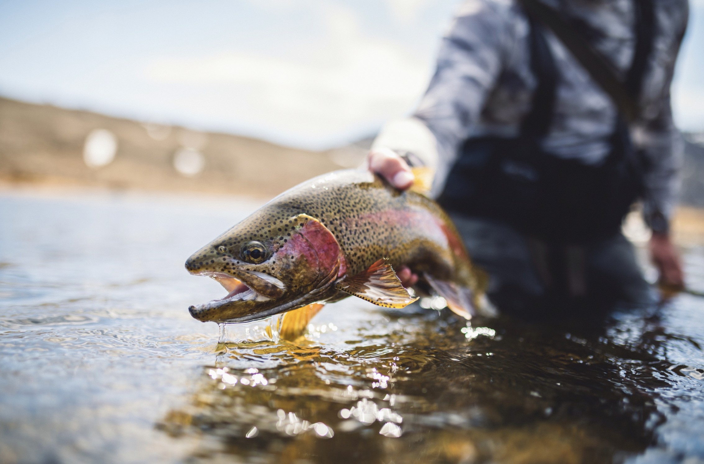 Large trout being help taylor fly fishing rod and reel