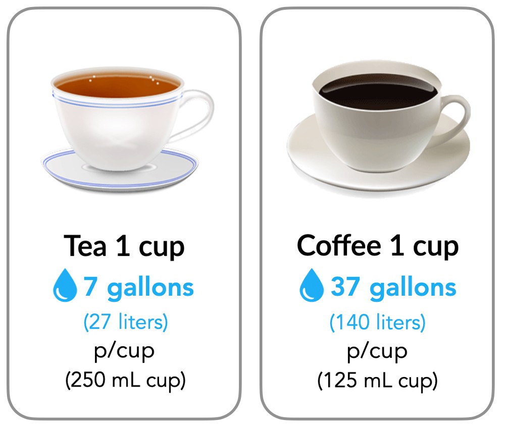 Tea vs coffee illustration showing how much water it takes to make each.