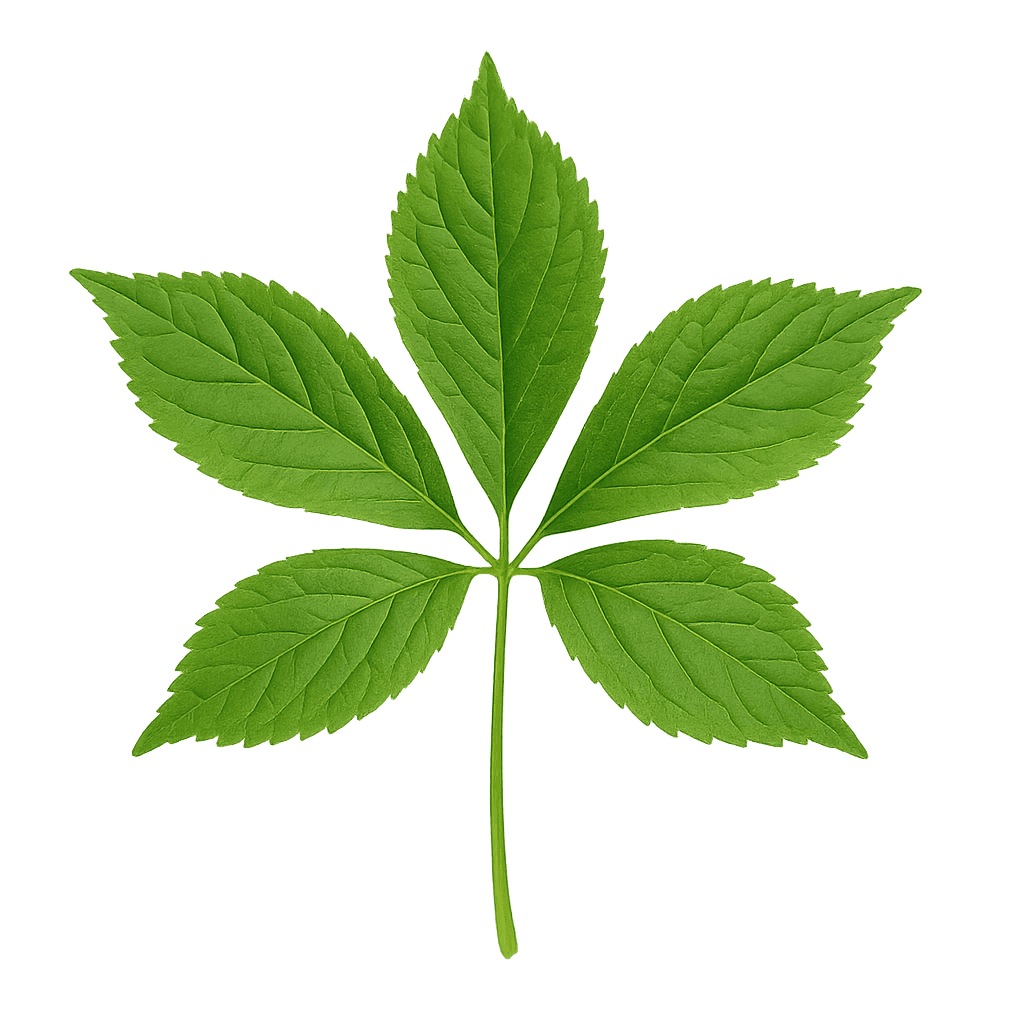 Leaf