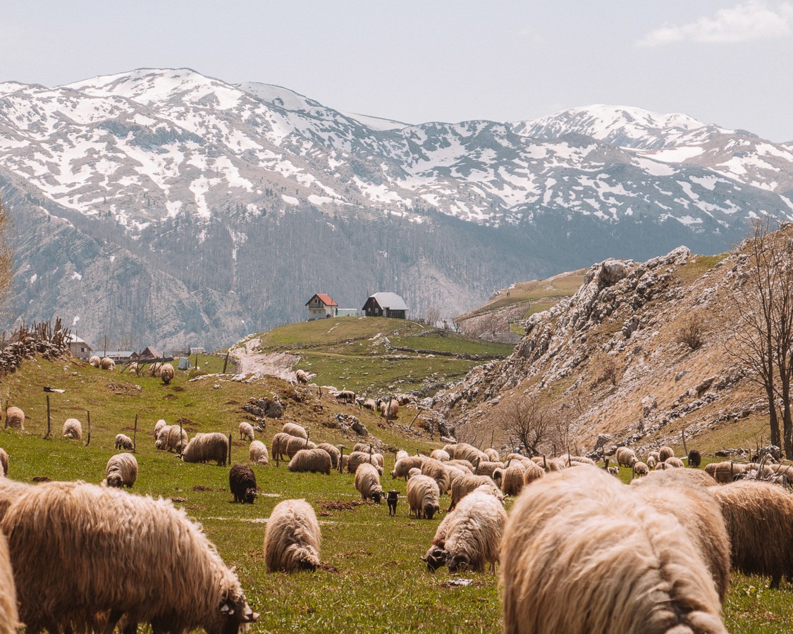 Tasting rakija in sarajevo with cheyf