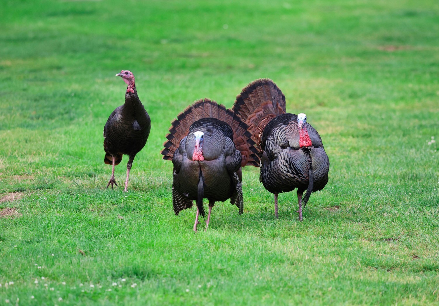 Celebrating 500 years of British Turkeys image