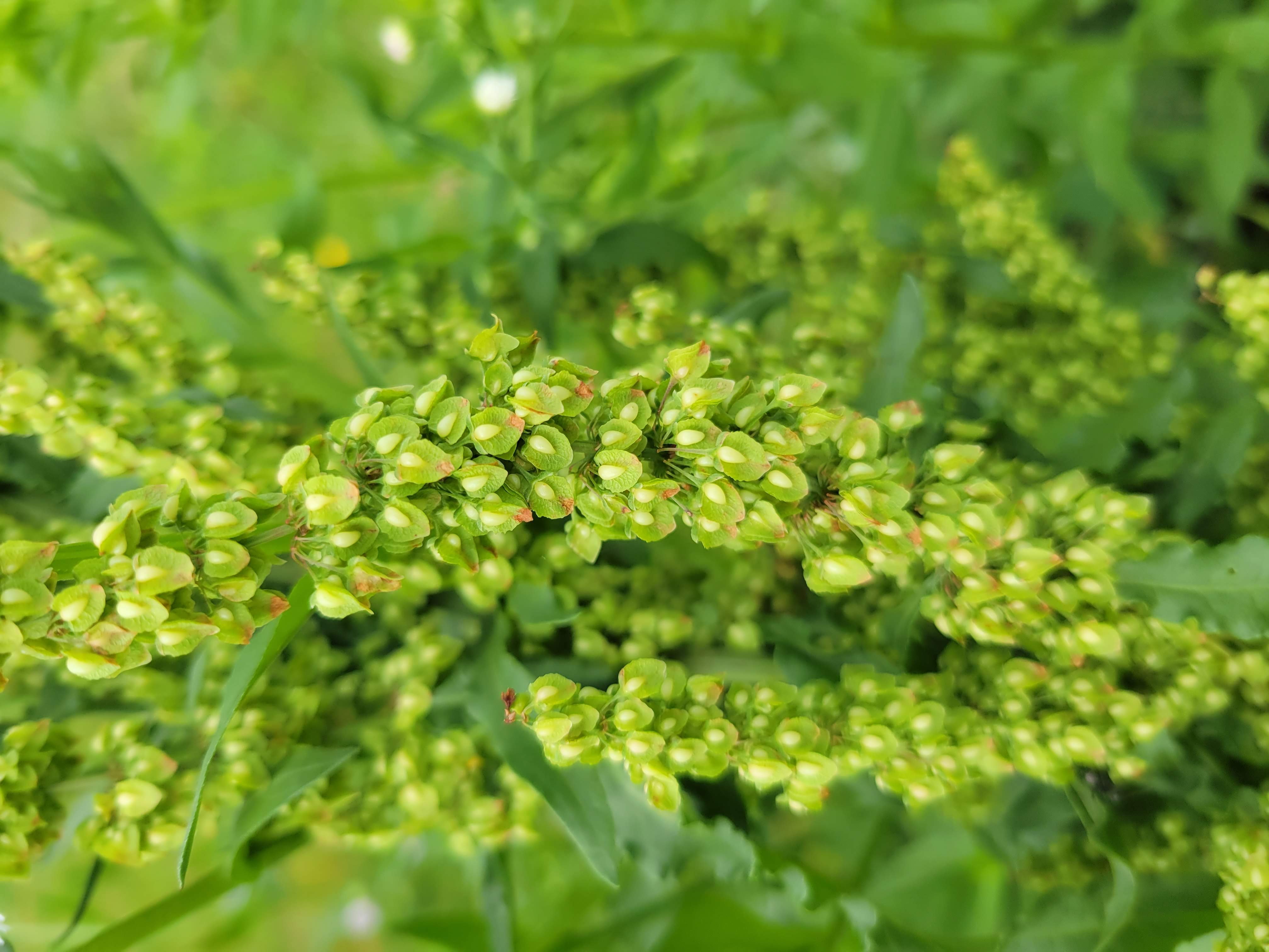 Students identifying and sorting edible wild plants as part of a foraging certification course.
