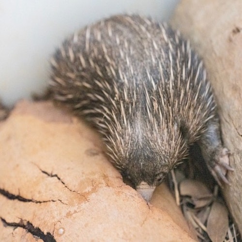 Alice Springs Desert Park