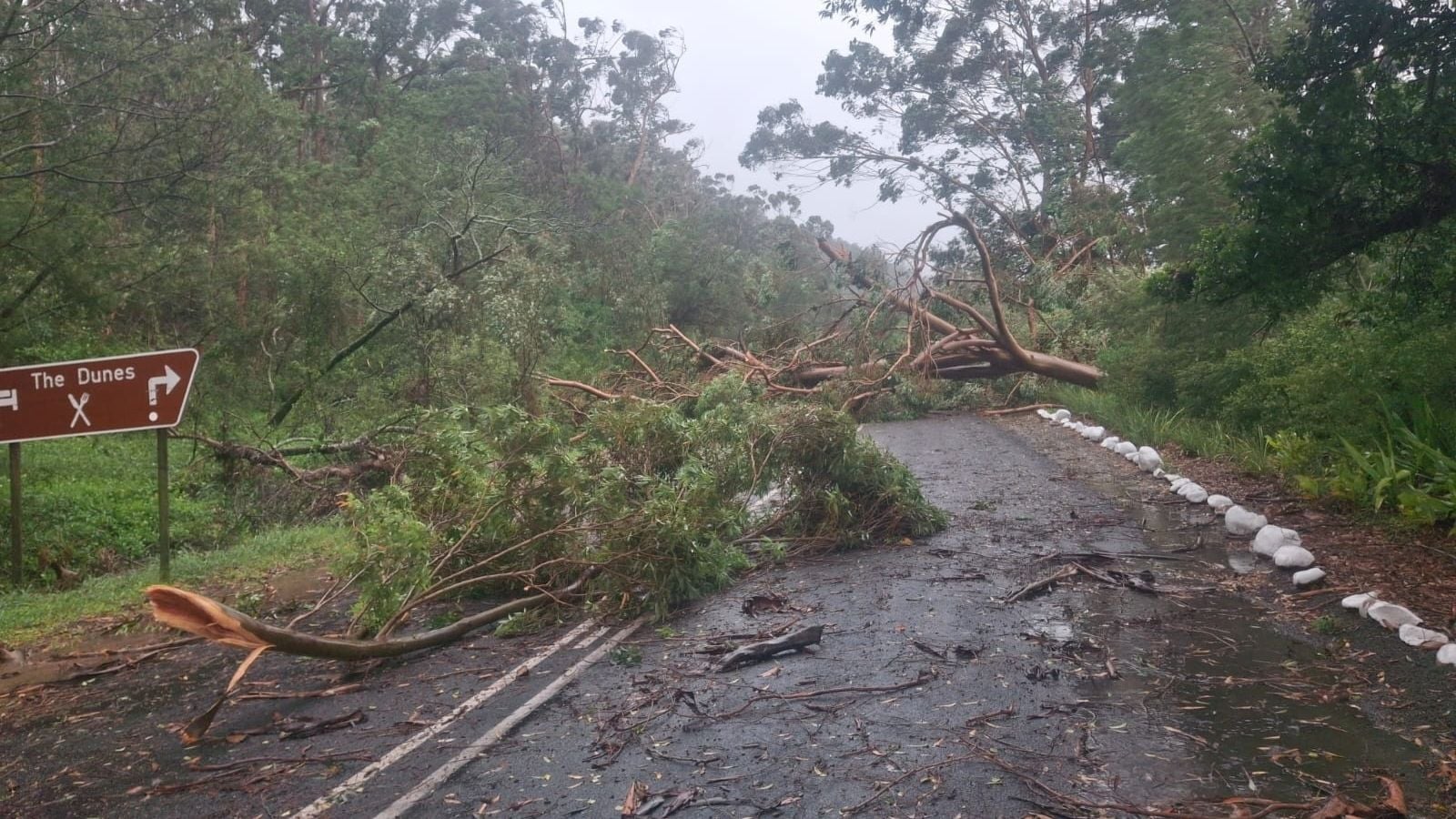 Severed tree branches and natural debris covers a rain-soaked road.