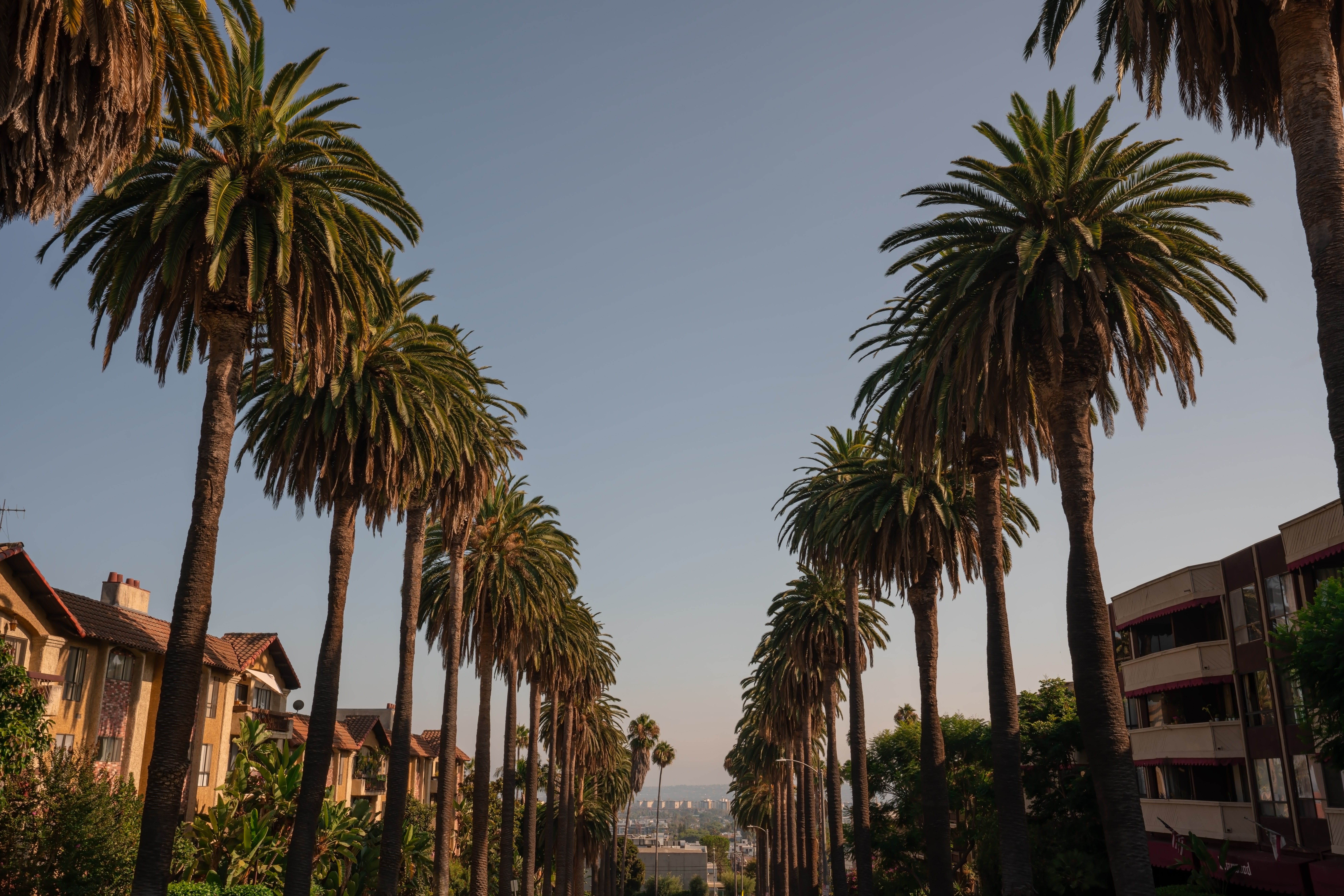 Palm-lined Los Angeles street corridor near transit routes tied to Los Angeles K Line Extension development