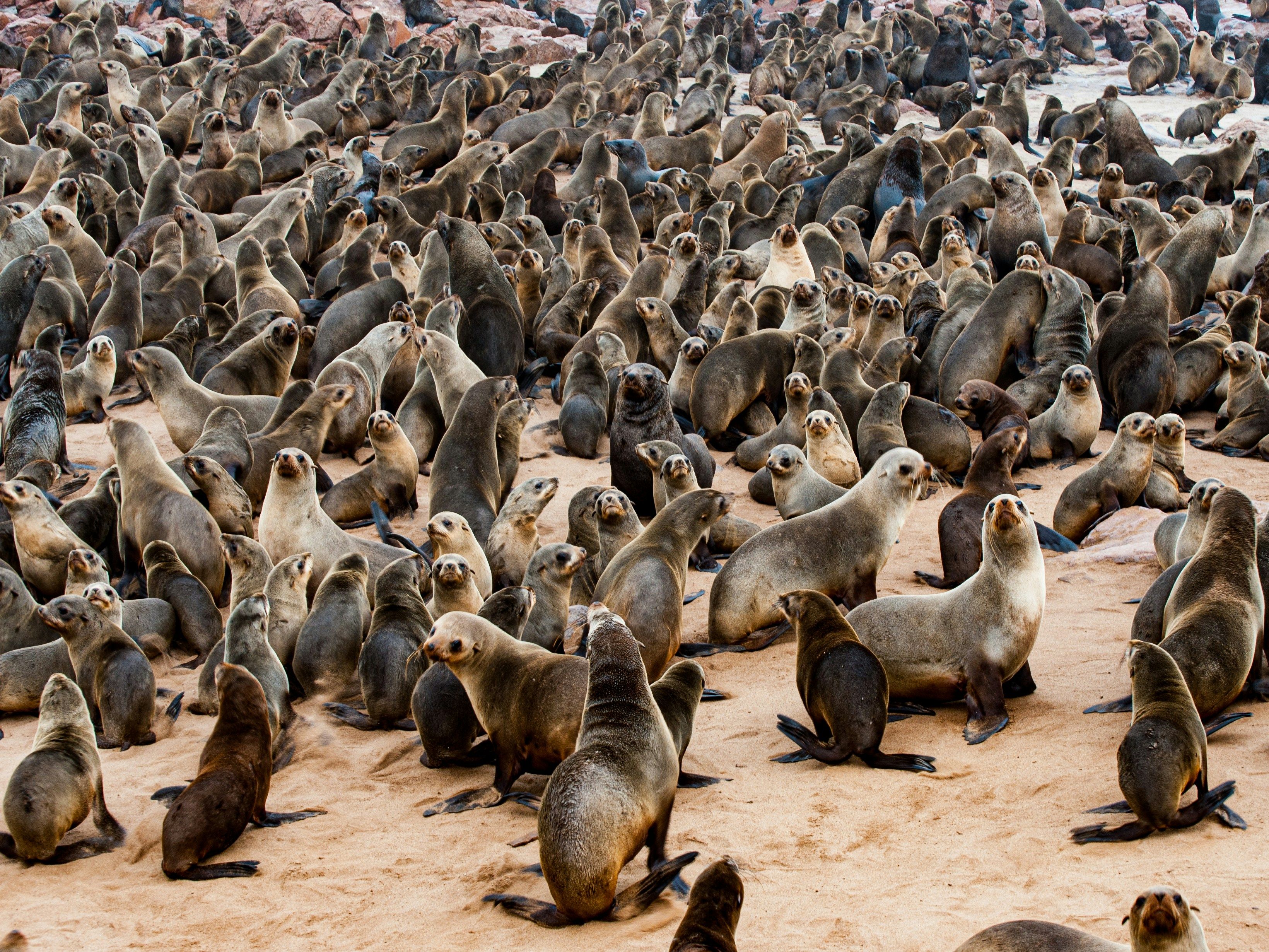 Cape-Cross-Seal-Reserve-Namibie