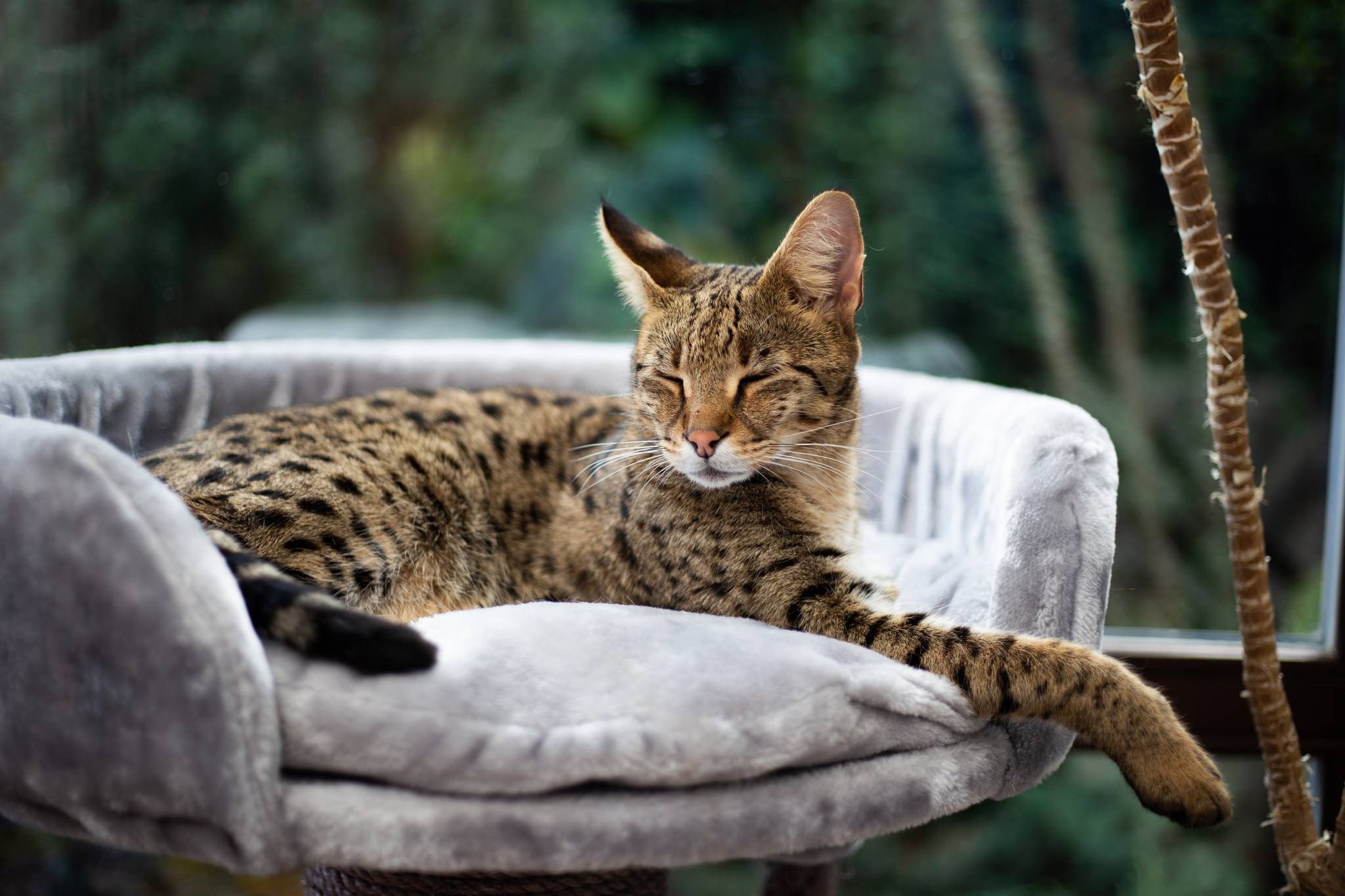 A Savannah cat is closing its eyes while lying down on a gray bed. 
