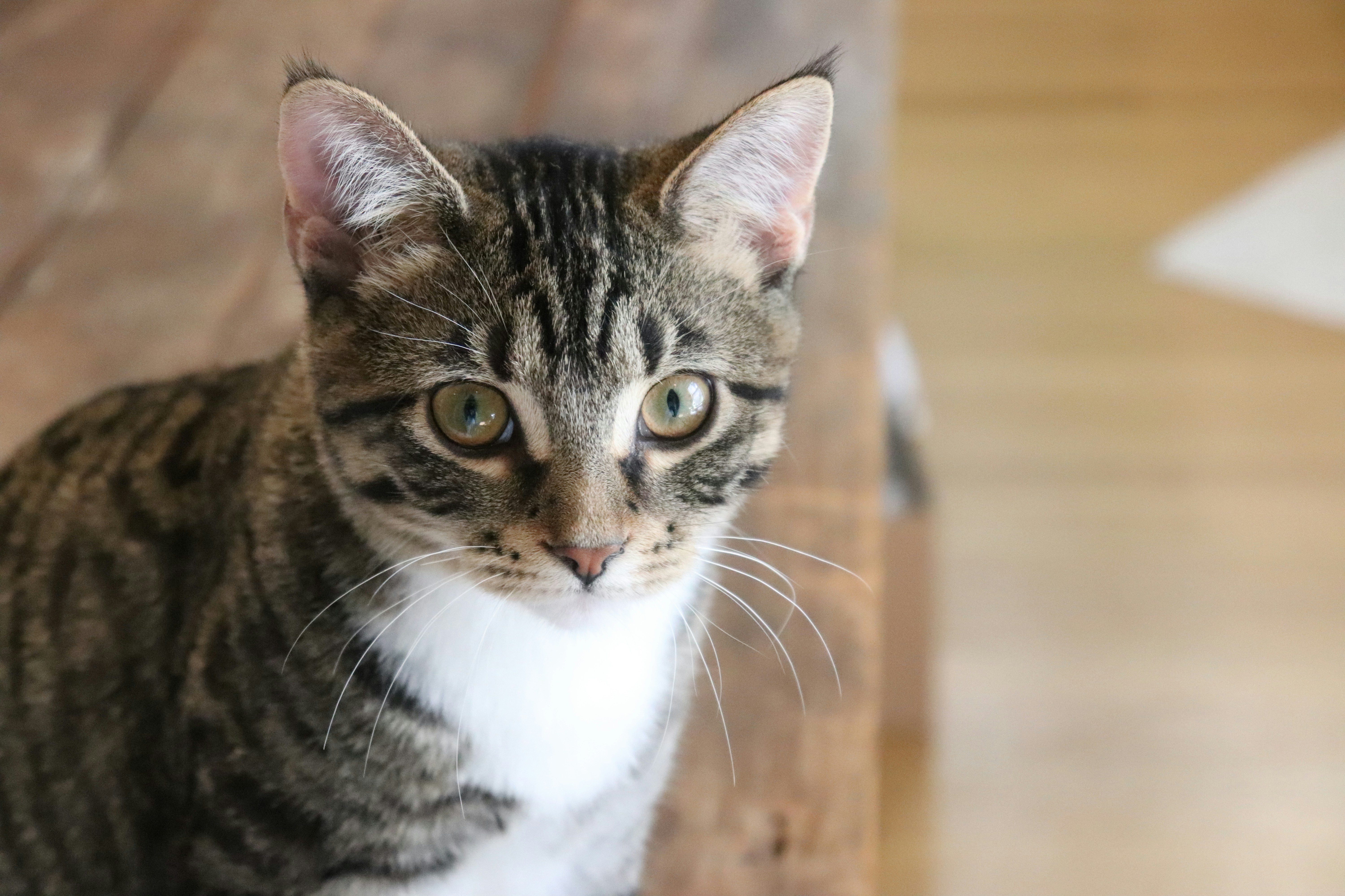 cat looking camera serious.