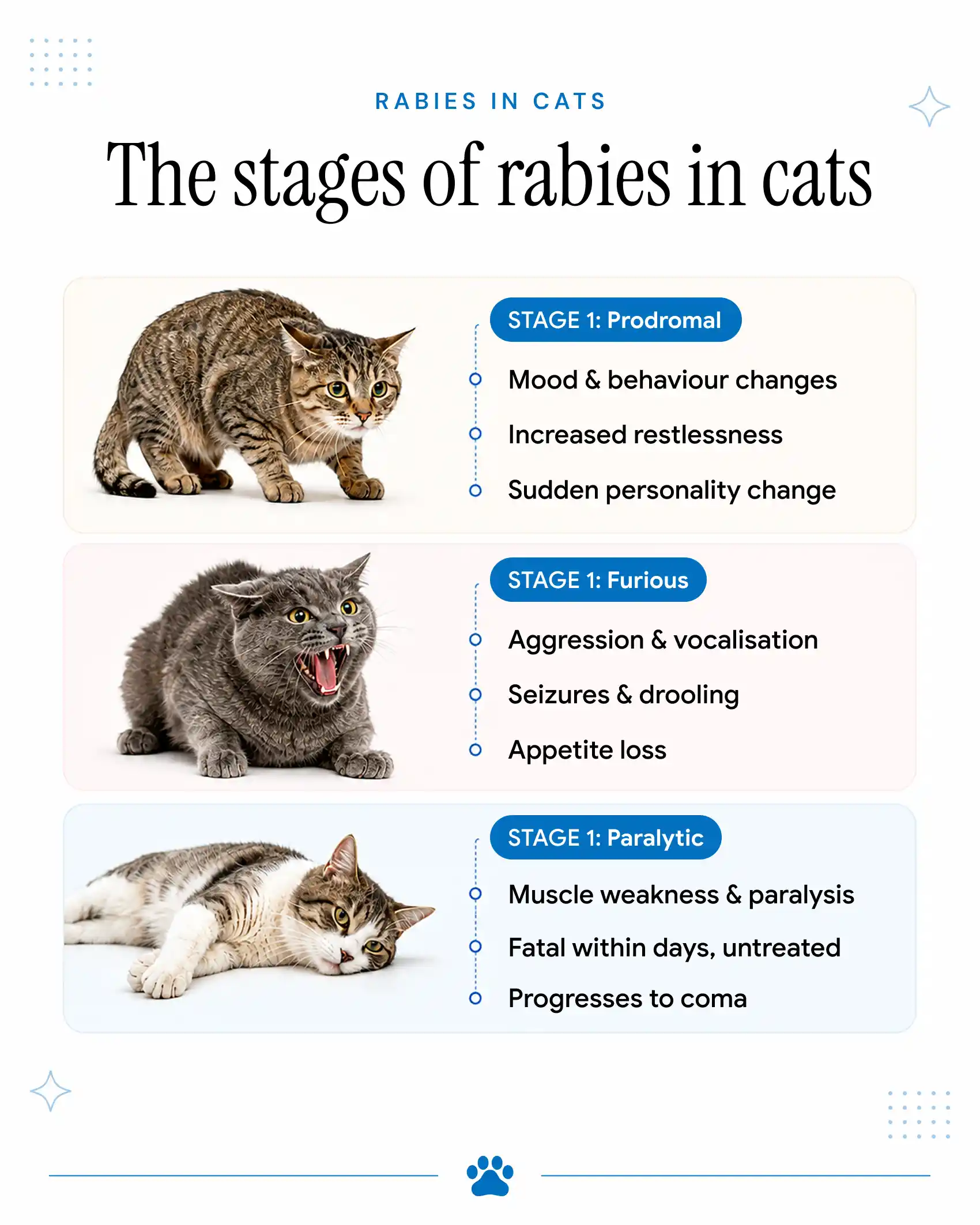 An infographic showing the progression of rabies in cats.