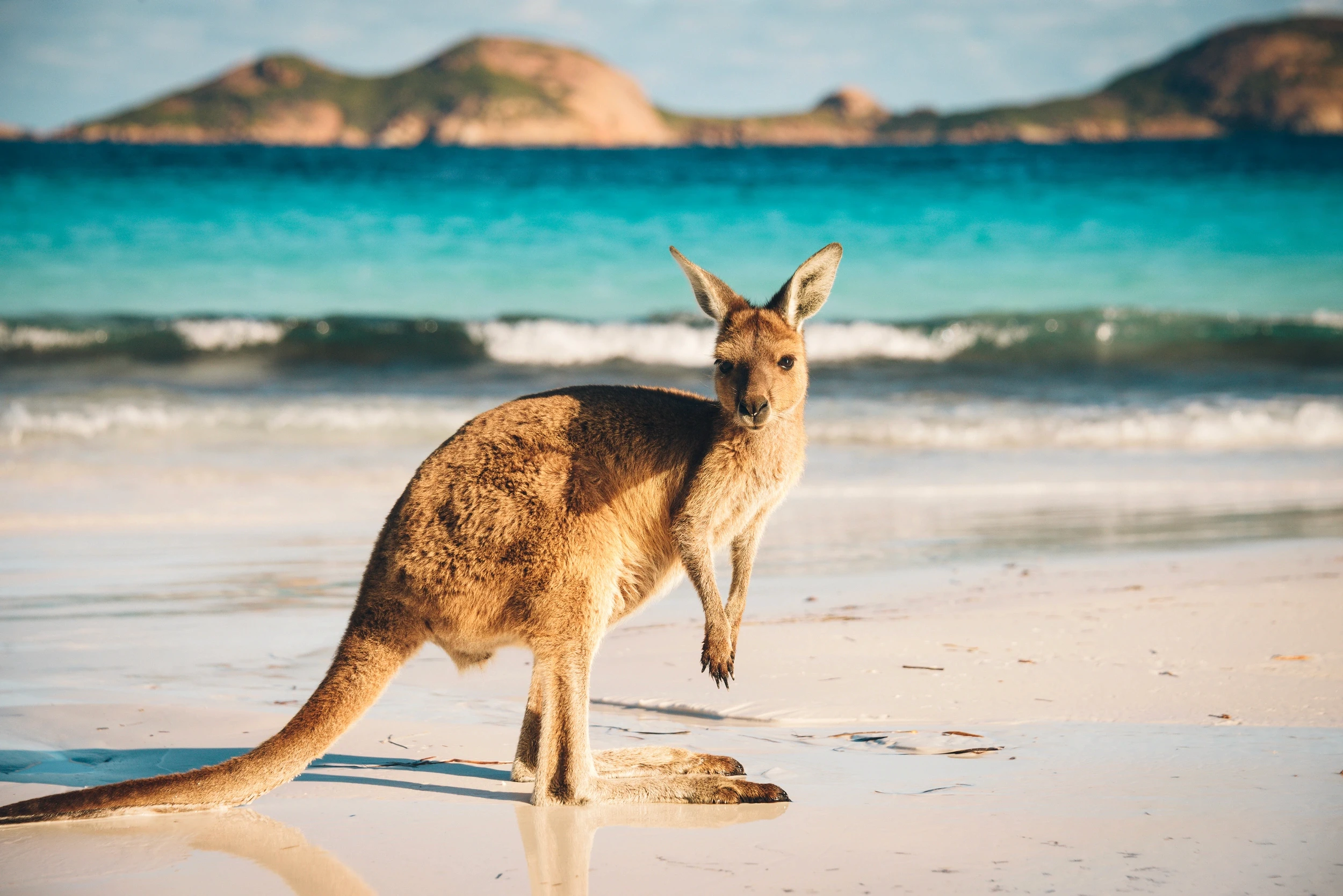 Kangaroo standing on beach