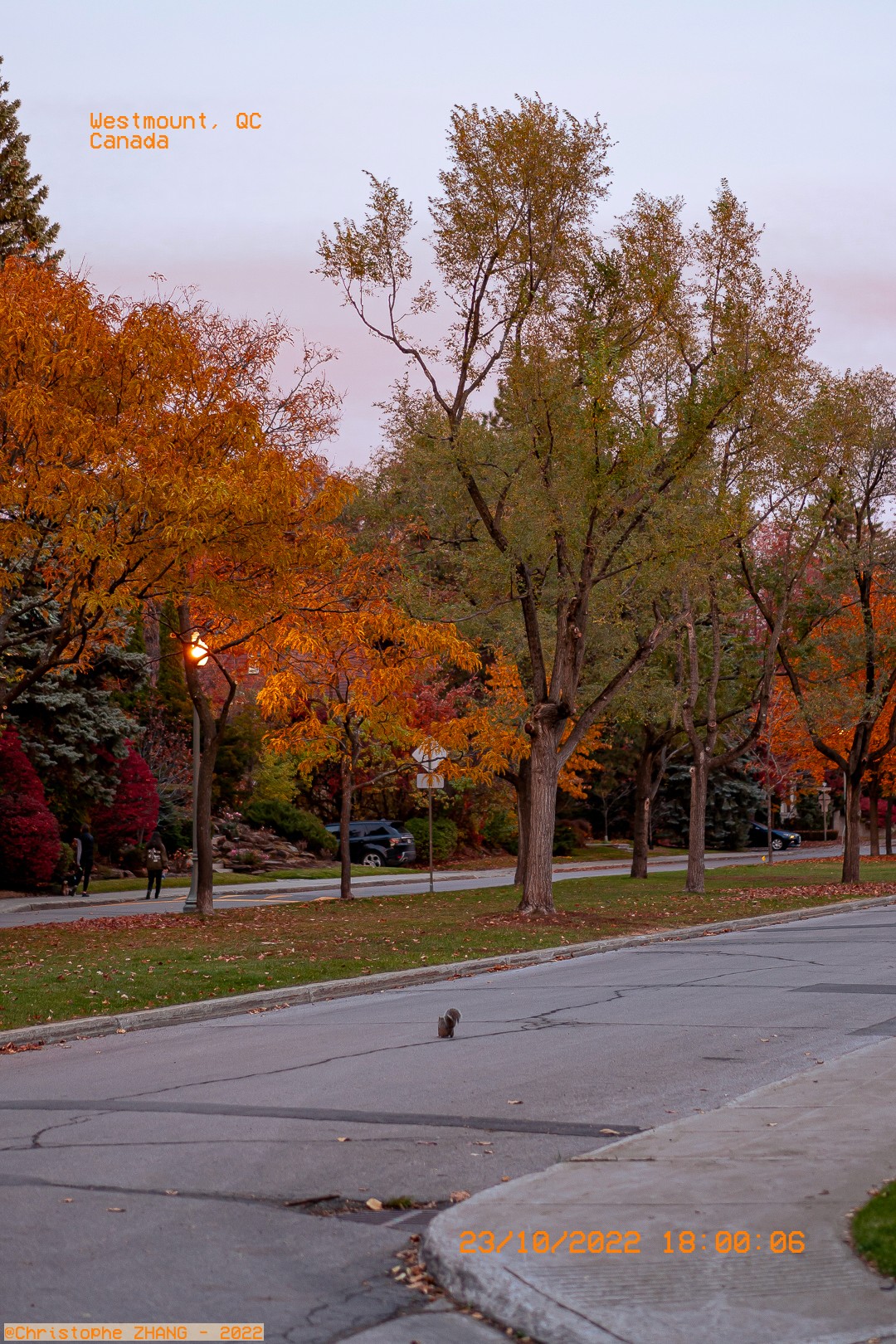Rue calme bordée d'arbres colorés à Westmount, avec un écureuil traversant.