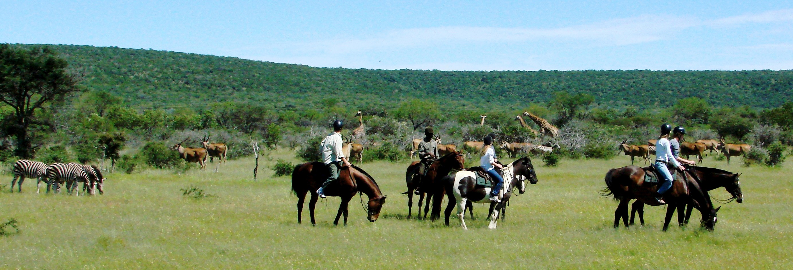 Grupp av ryttare på ridresa i Afrika galopperar över Serengetis vidsträckta slätter medan damm och gnuhjordar rör sig över horisonten under the great migration.