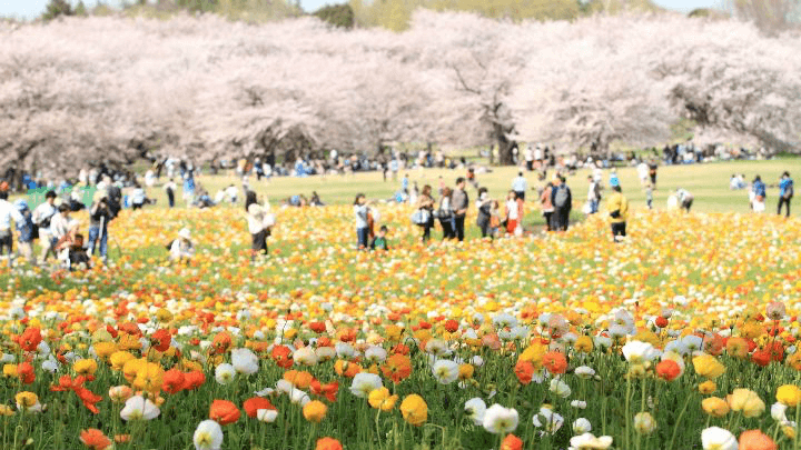 People enjoying flowers and sakura at Showa Kinen Park