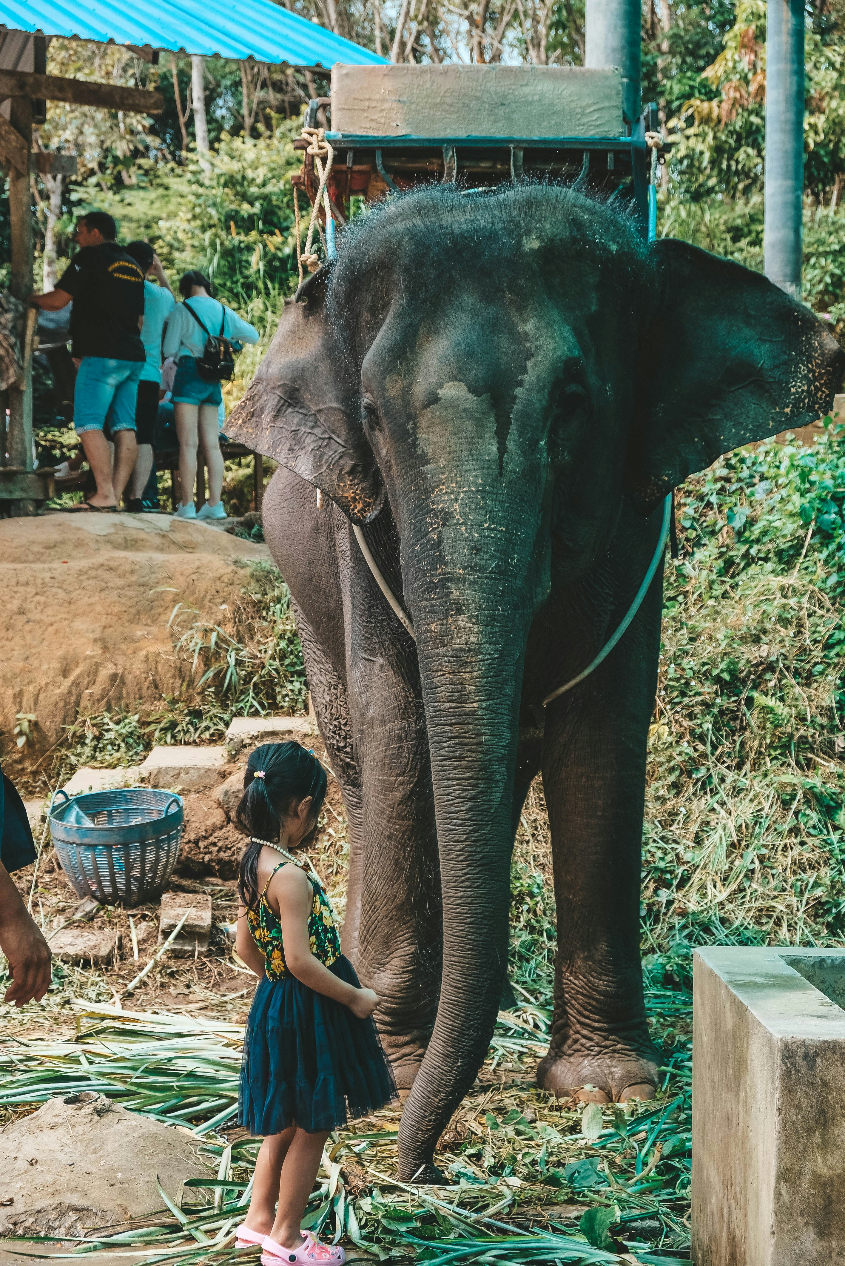 Elephant Sanctuary
