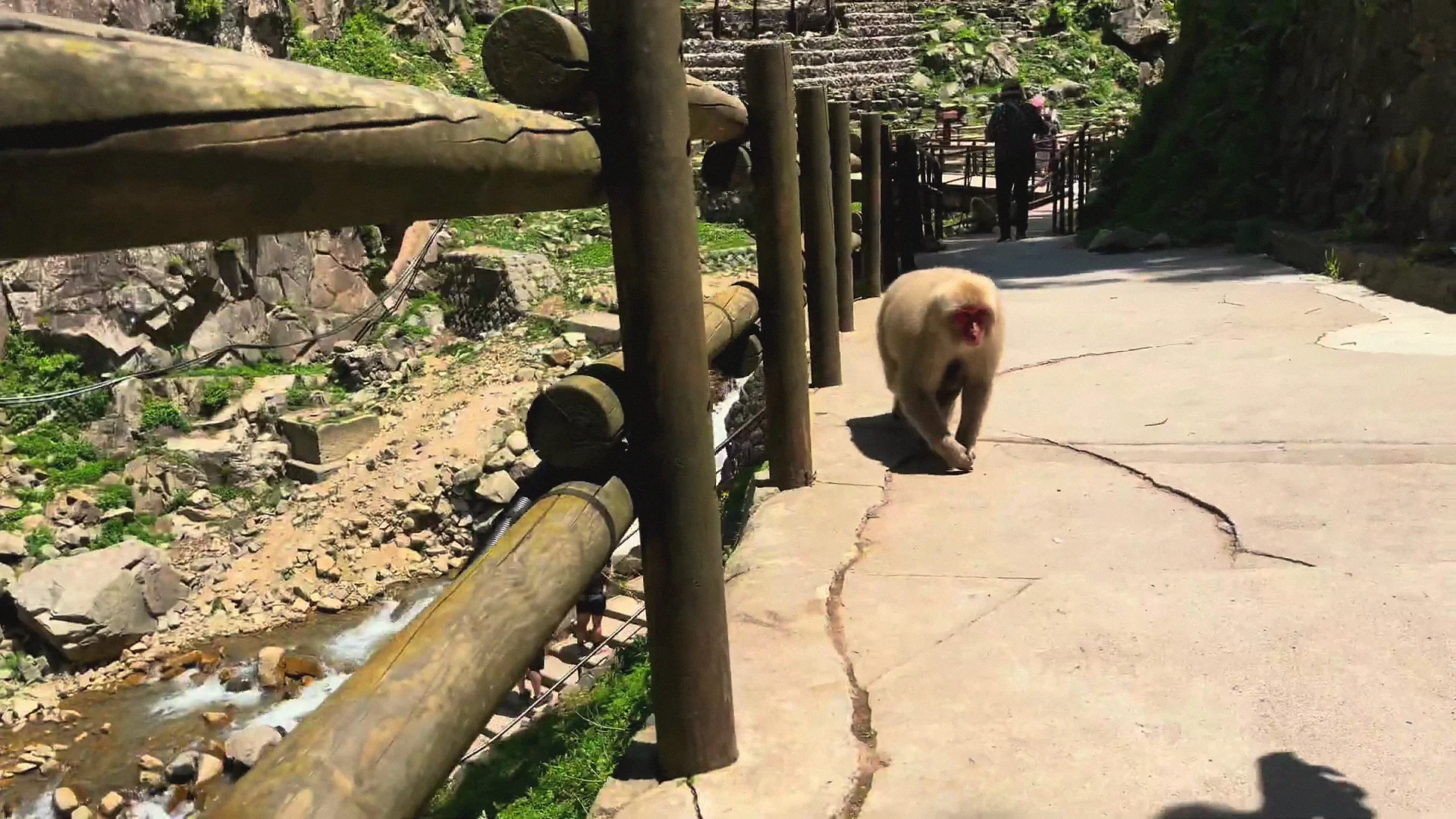 A Japanese macaque walking along the paved visitor path with people in the background, summer.