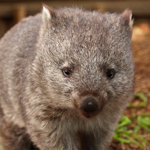 Close-up of a wombat with thick, gray fur, small ears, and a round nose, standing on a natural surface with some greenery visible.