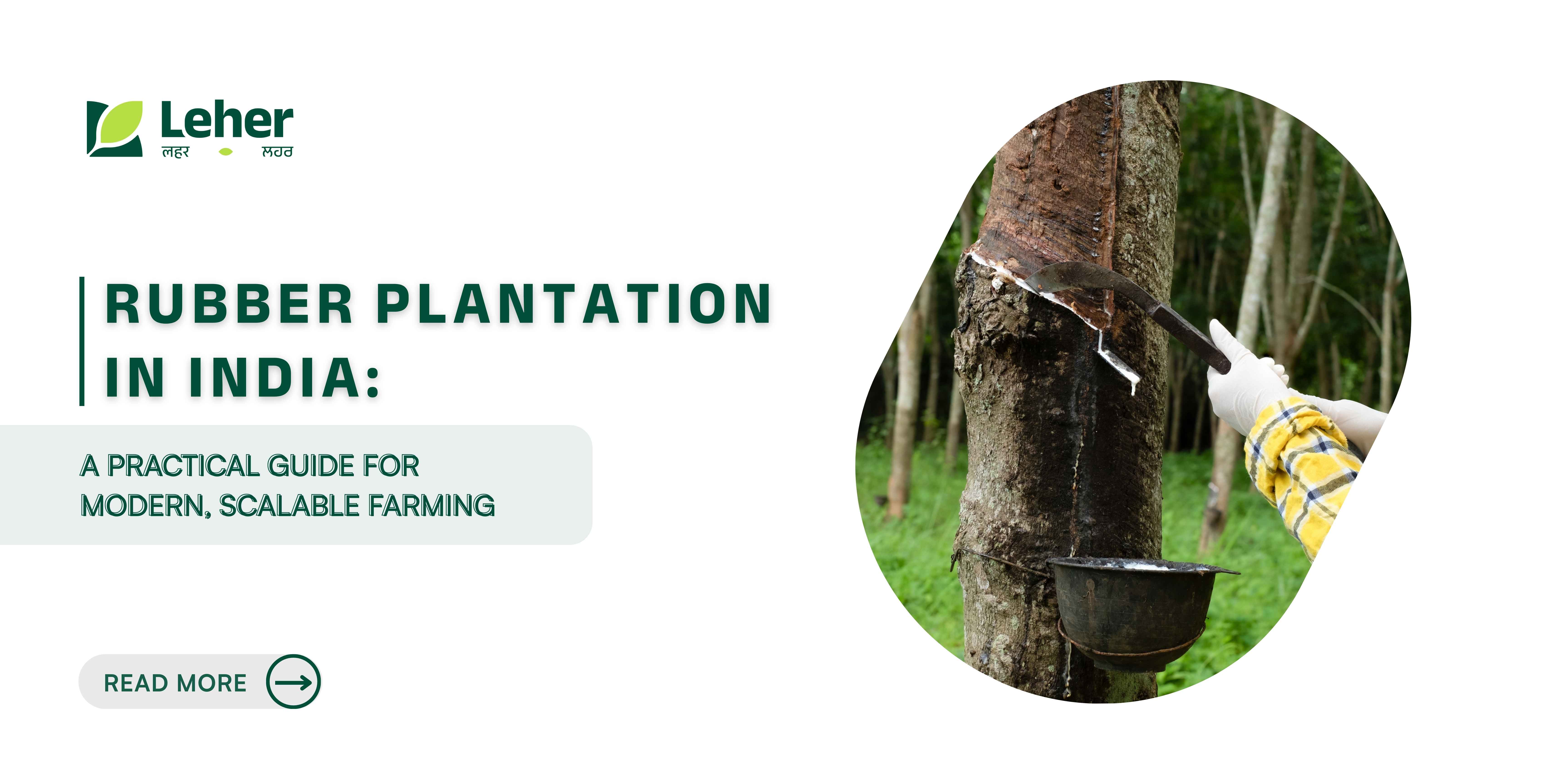 Rubber Plantation in India: A Practical Guide for Modern, Scalable Farming