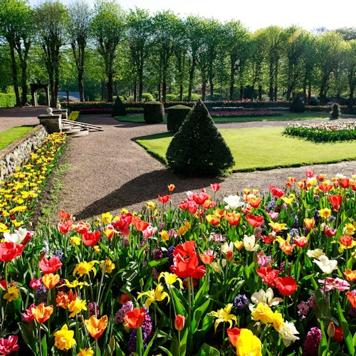 布鲁塞尔弗洛拉利亚的法国郁金香花园