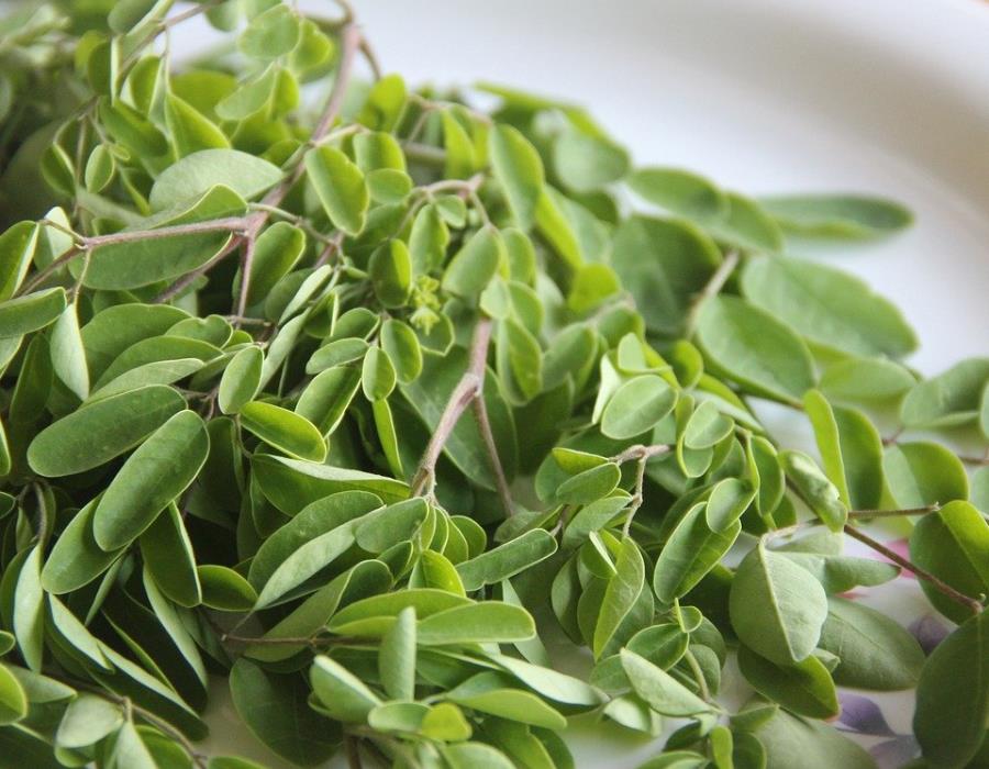 Moringa