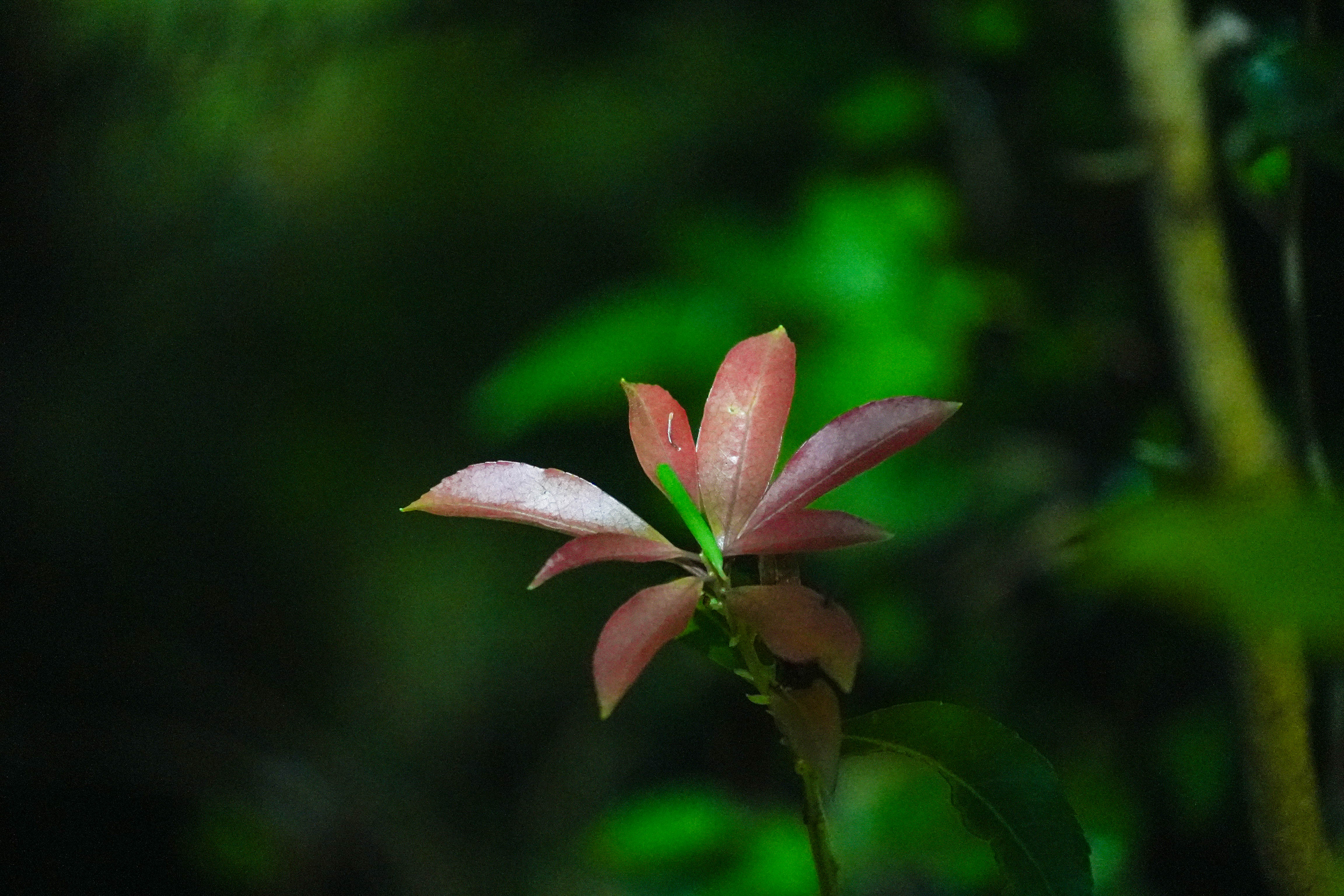 Flower in Aokigahara