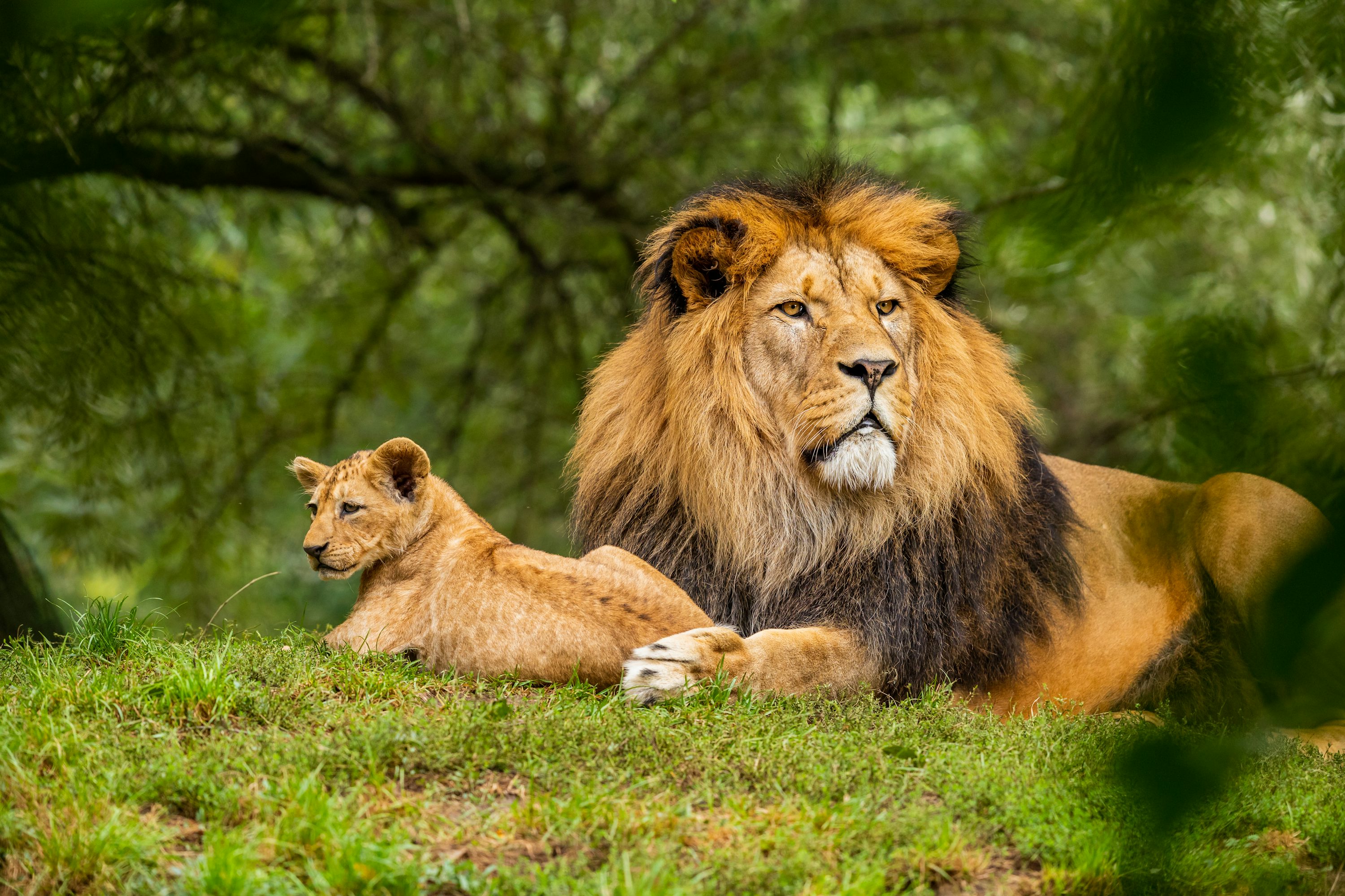a wildlife photography, capturing lions in their daily by nilgiris