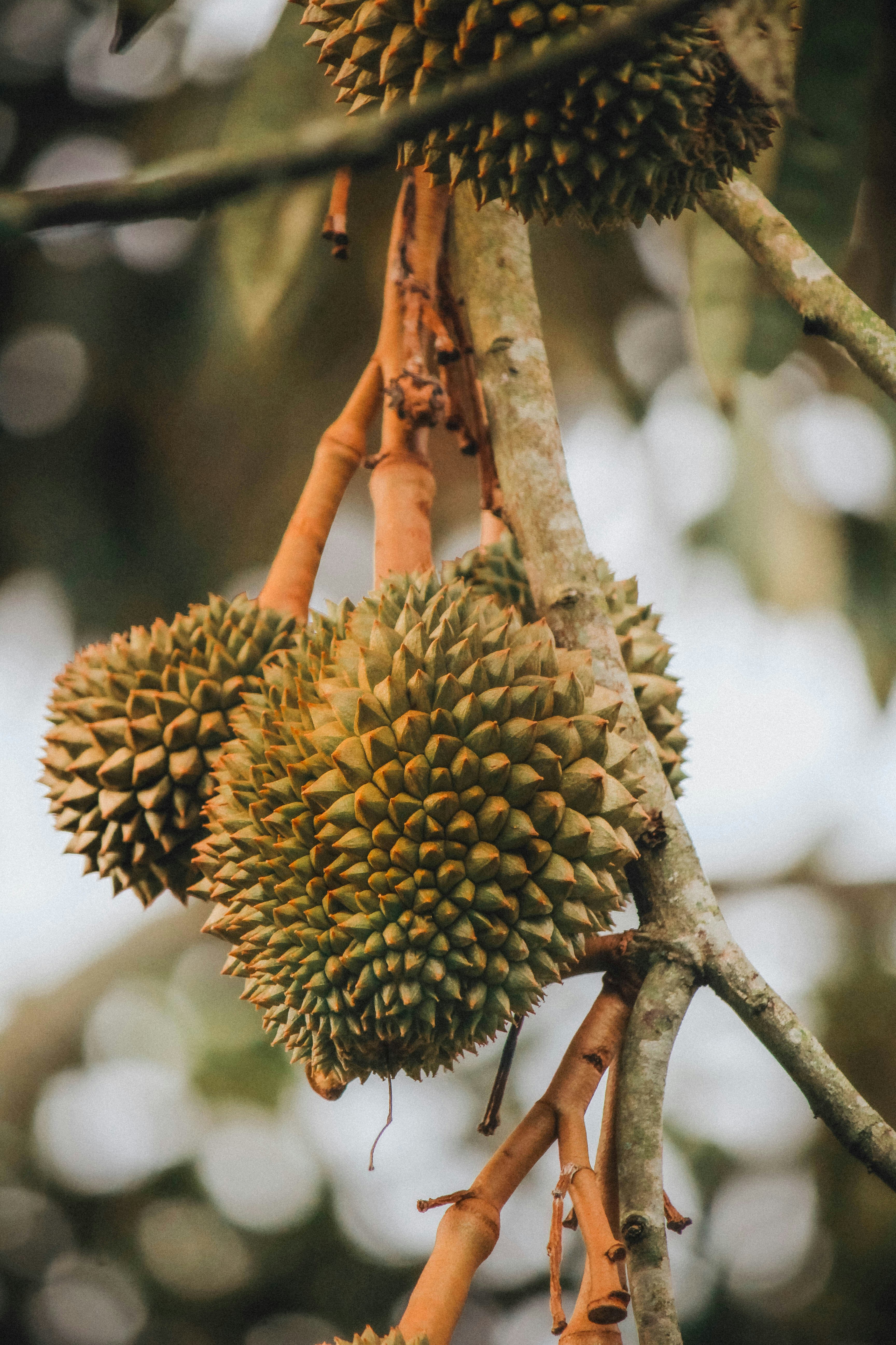 a bunch of fruit hanging from a tree
